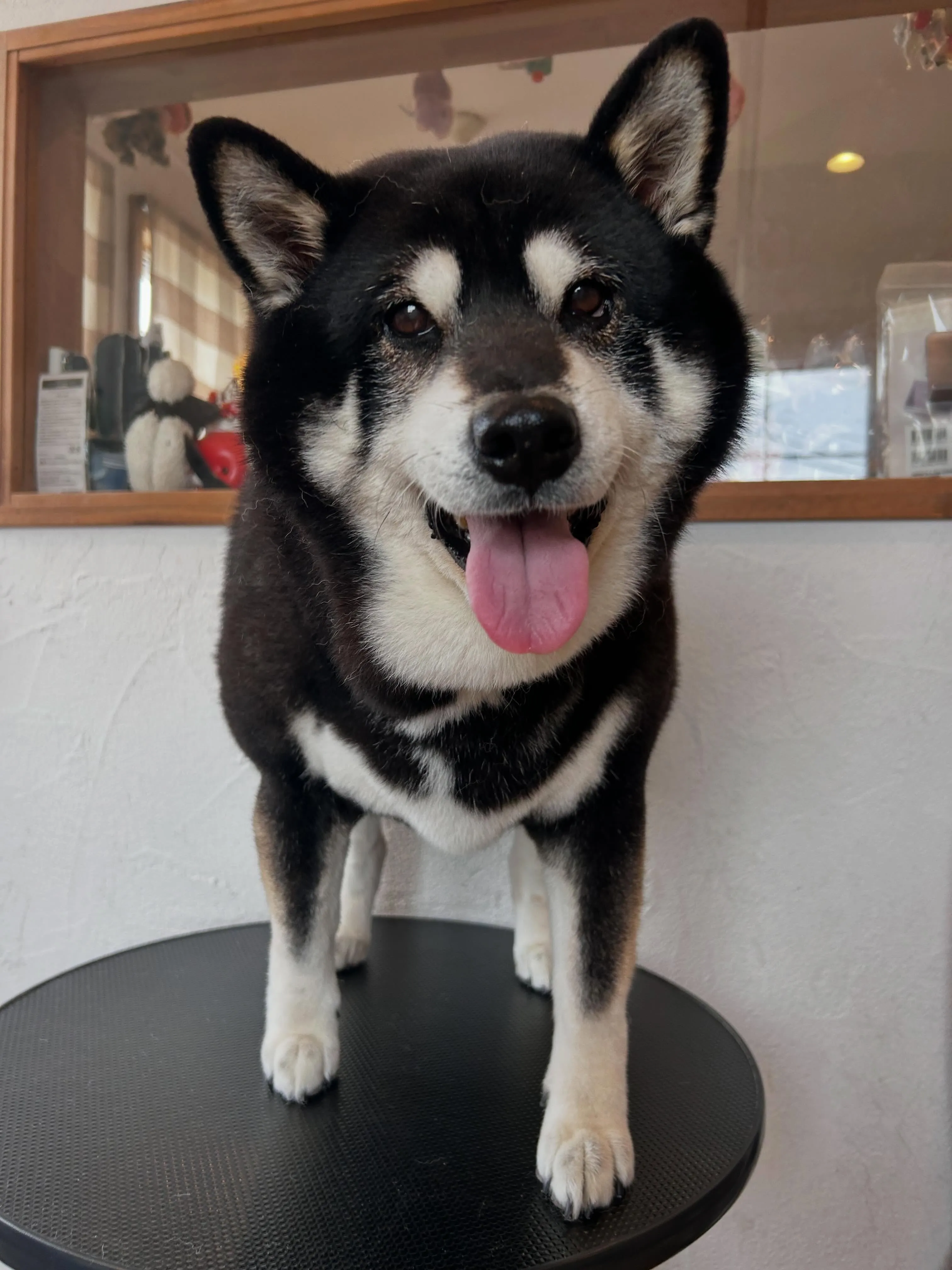 暑さ対策、万全に🐾