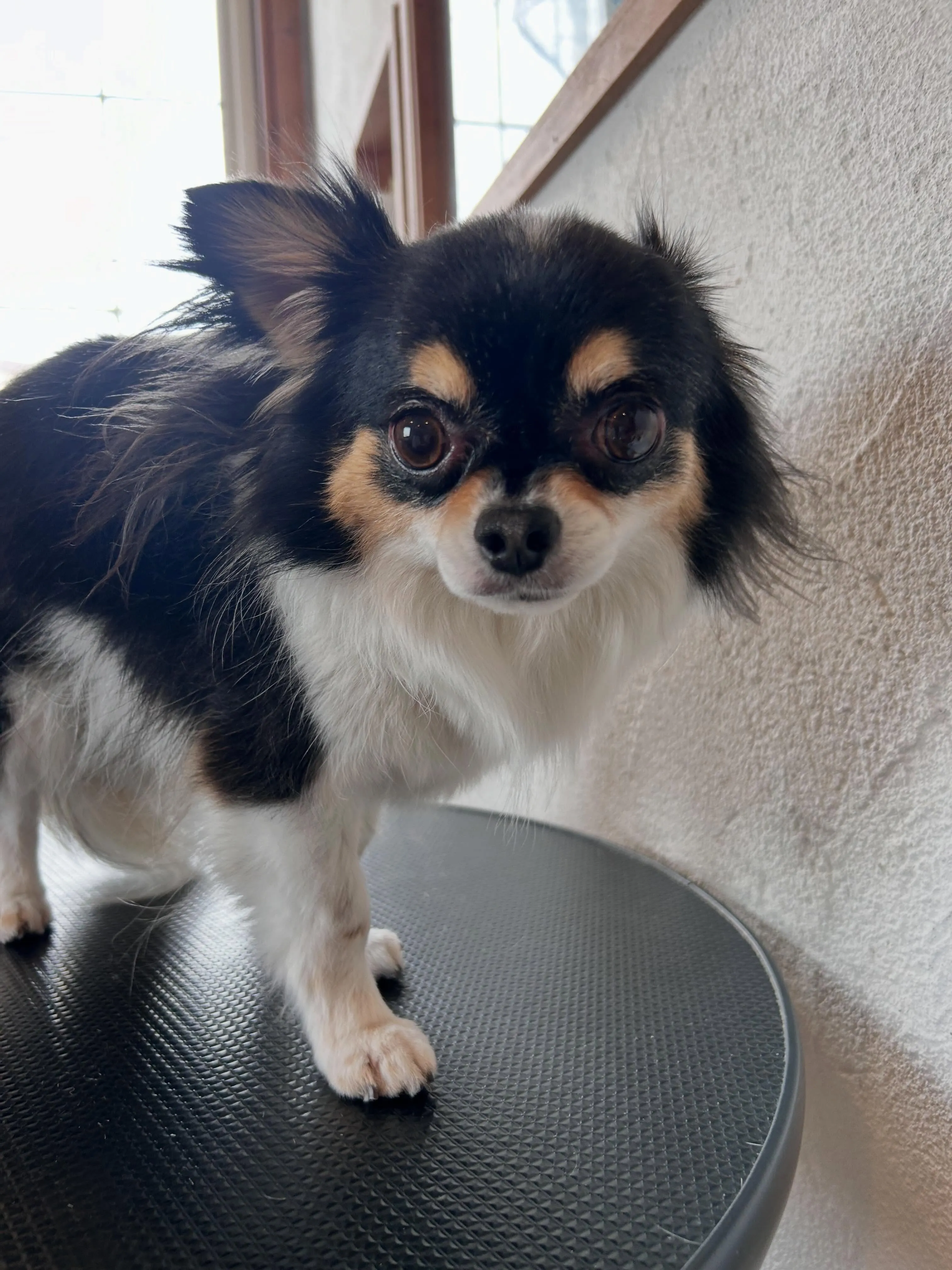 暑さ対策、万全に🐾