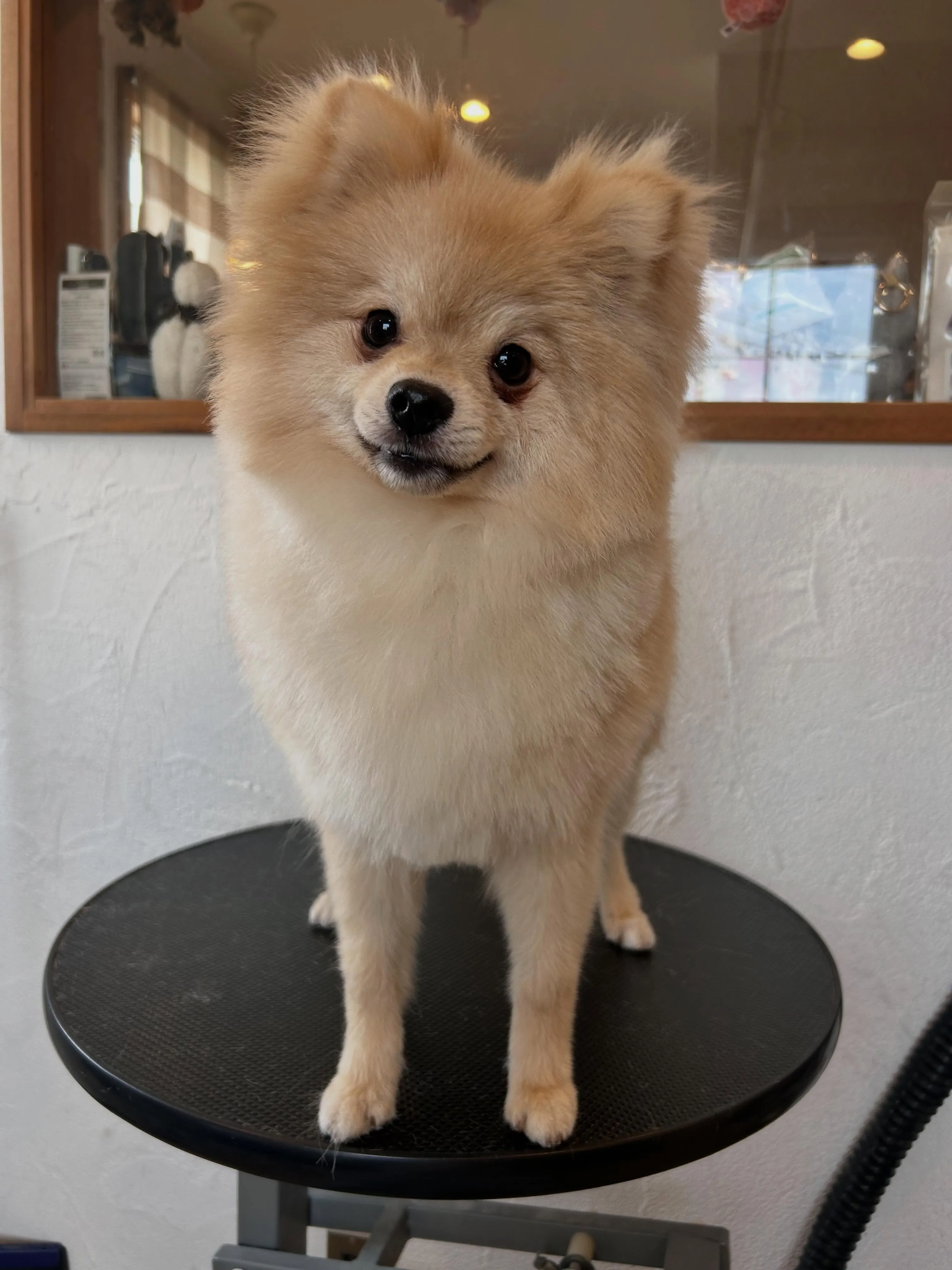Mixのビビちゃん😁