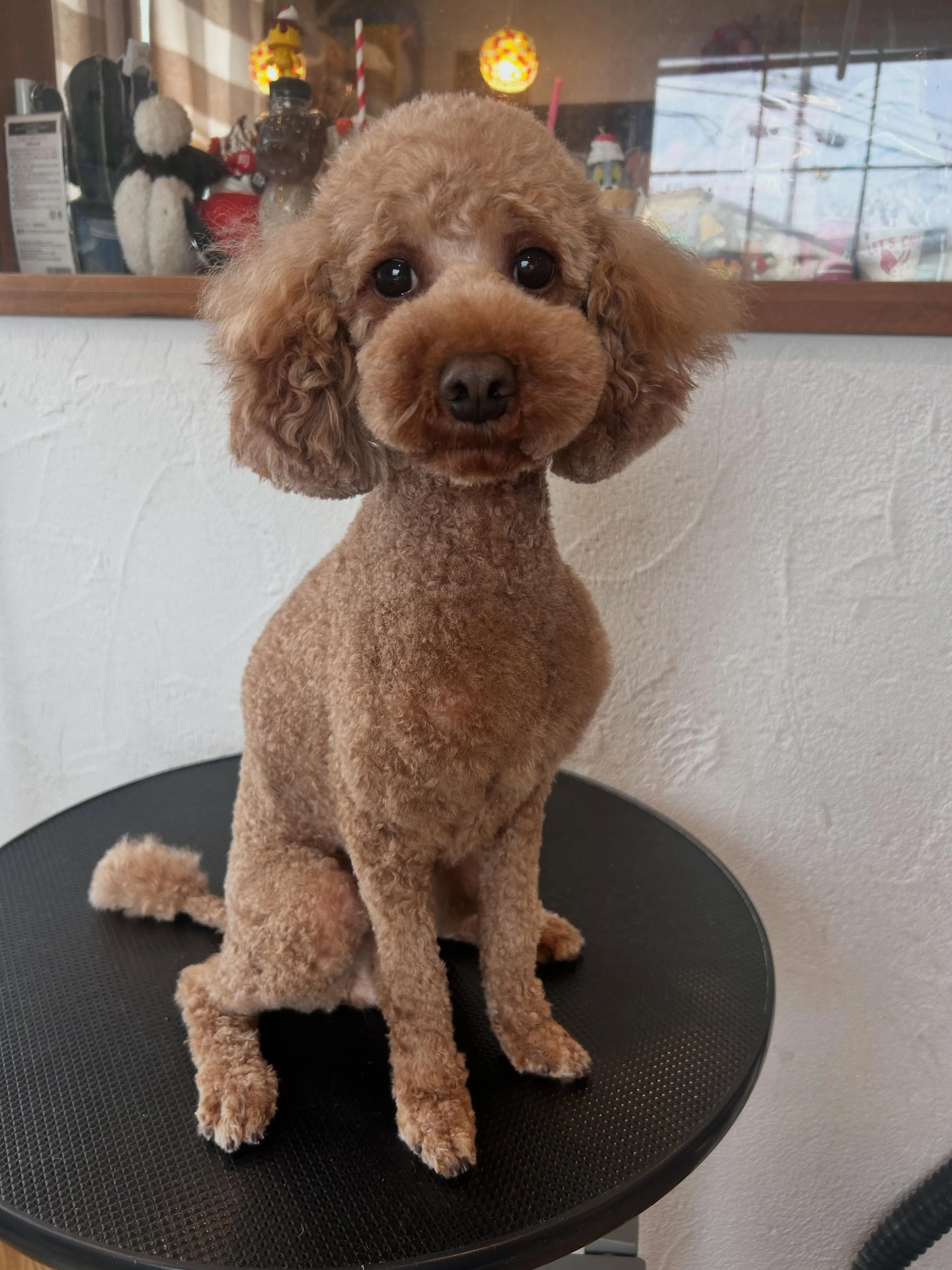 トリミング後のカワイイ変身！✂️✨