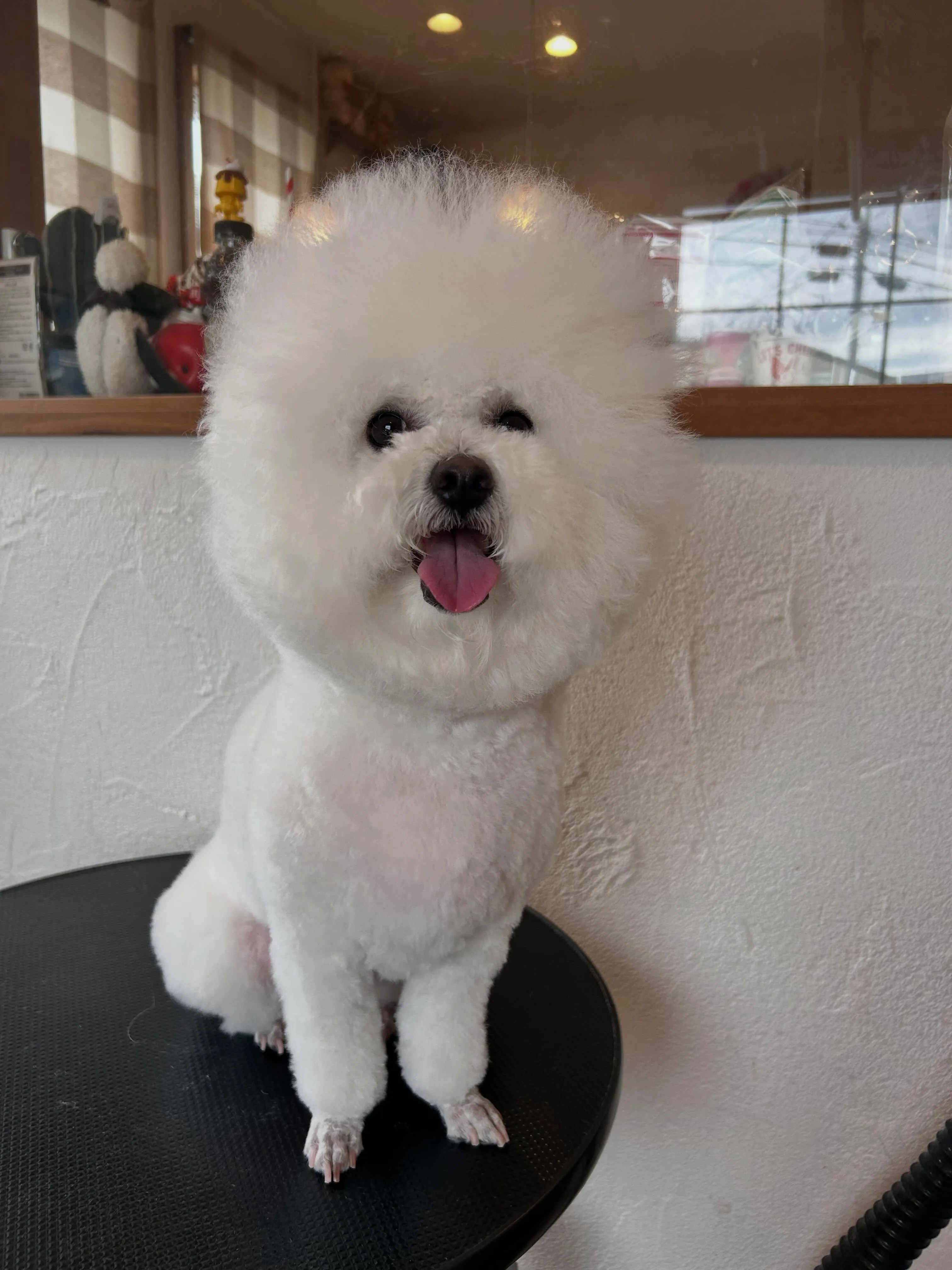 トリミング後のカワイイ変身！✂️✨