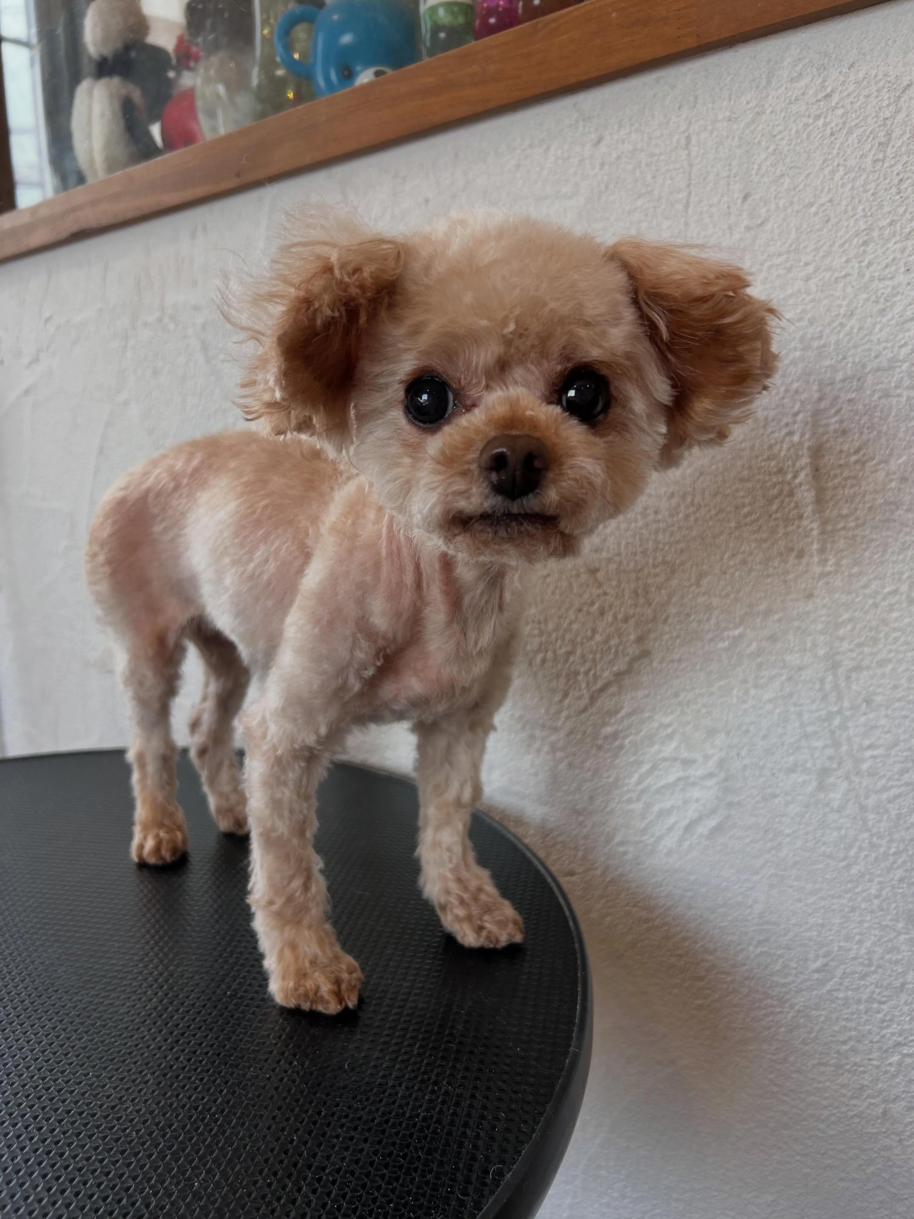 トリミング後のカワイイ変身！✂️✨