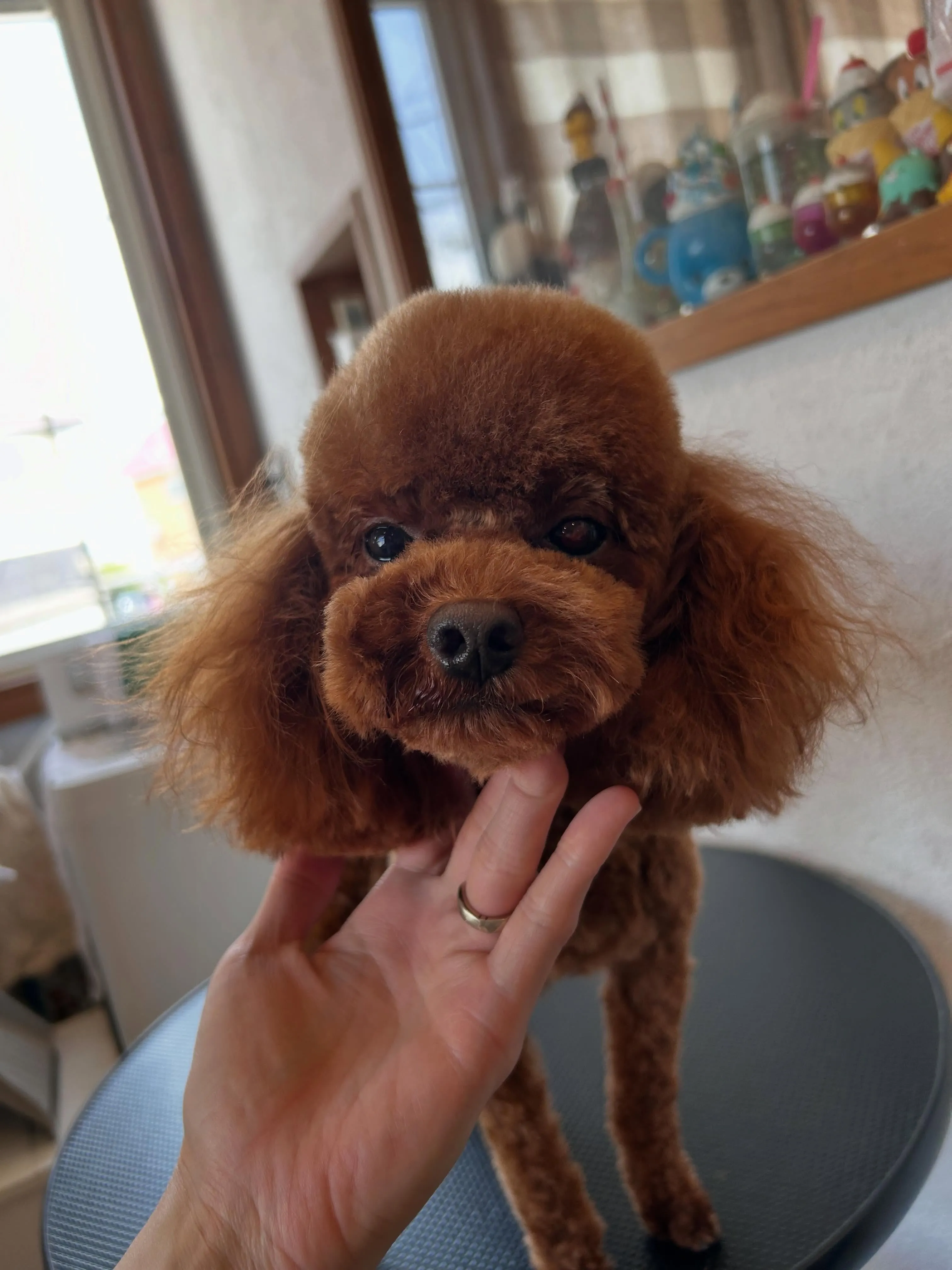 にぎやかなトリミングデー🐾