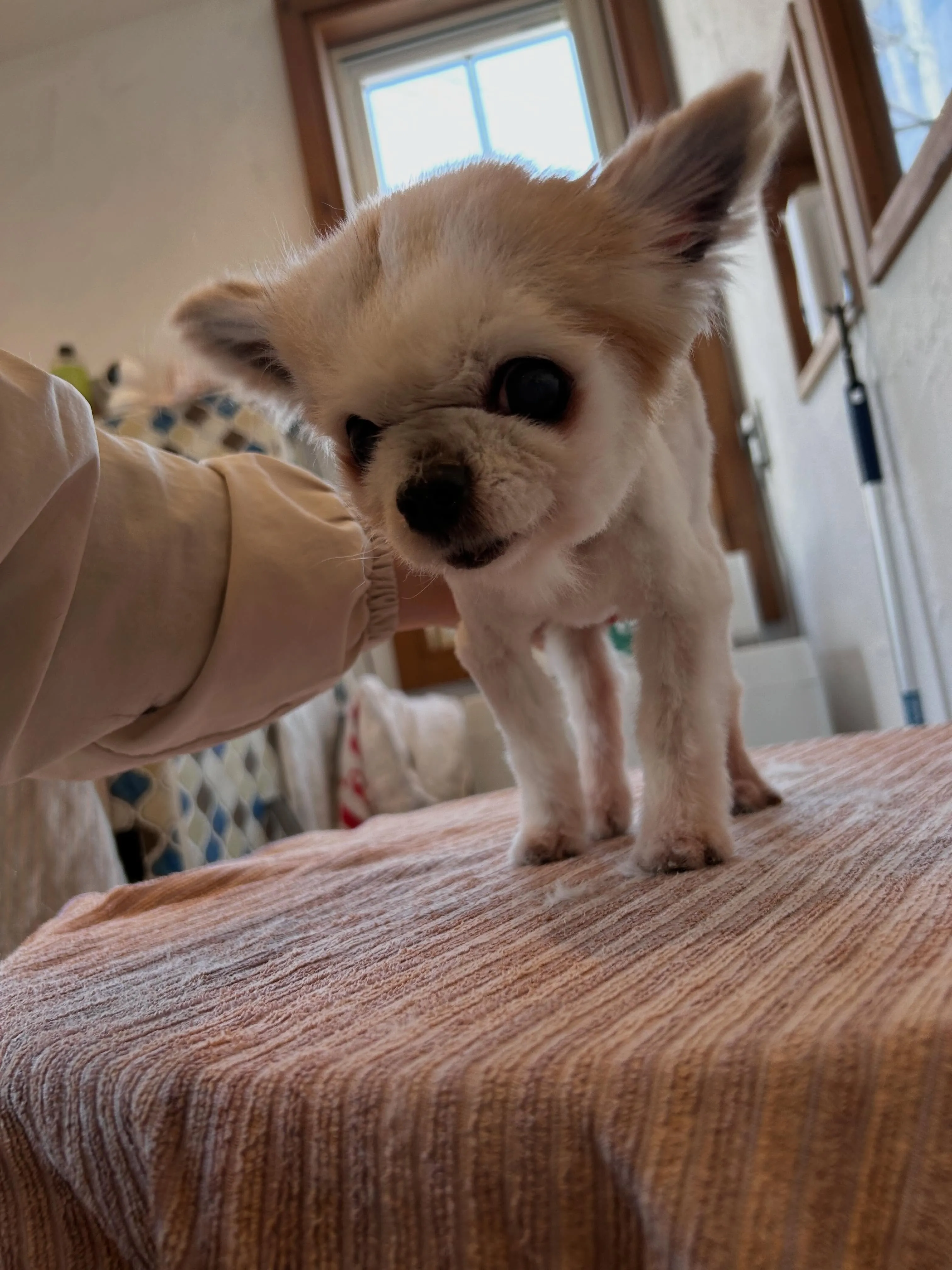 にぎやかなトリミングデー🐾
