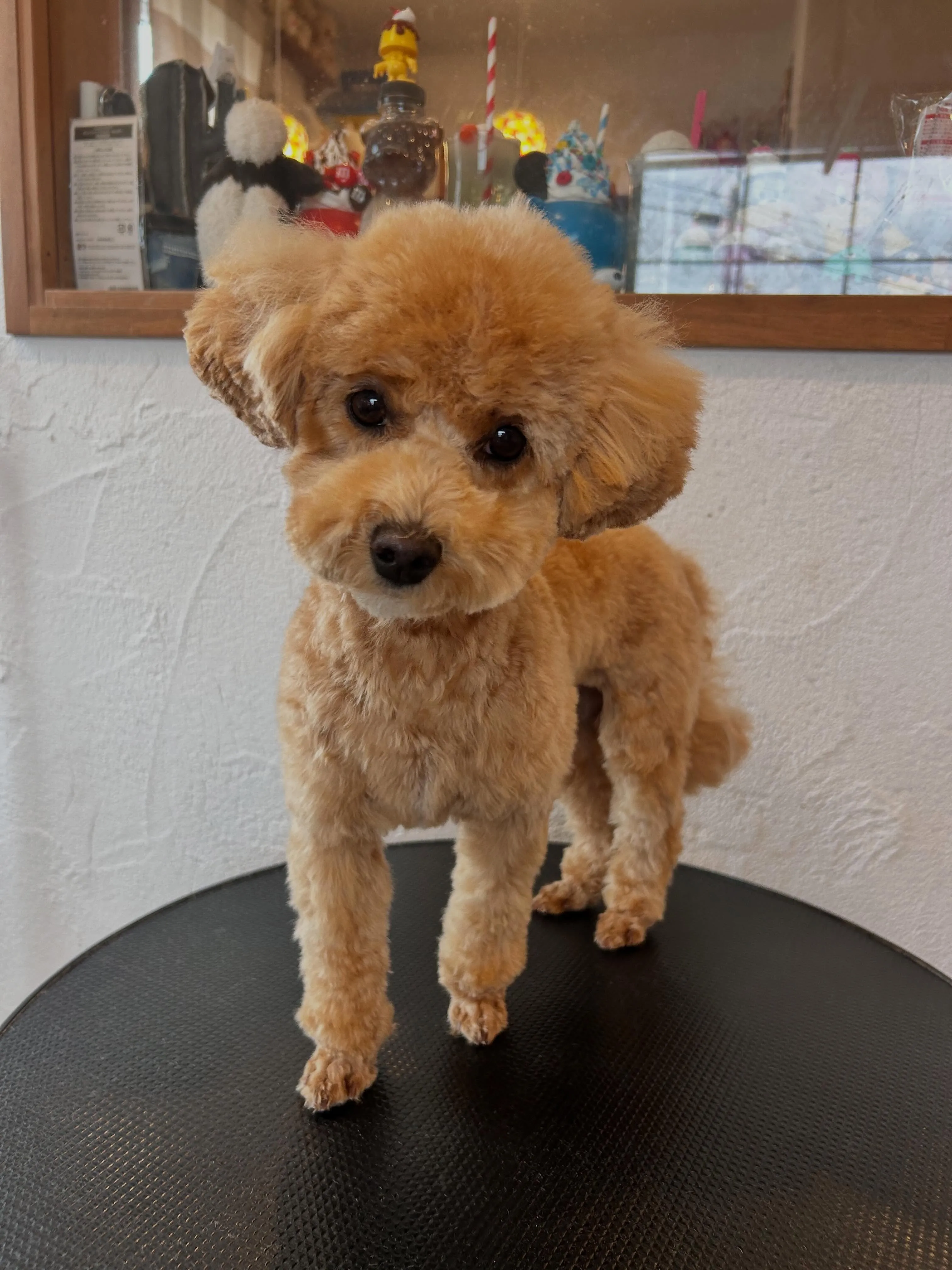可愛いワンちゃんたちがご来店🐾