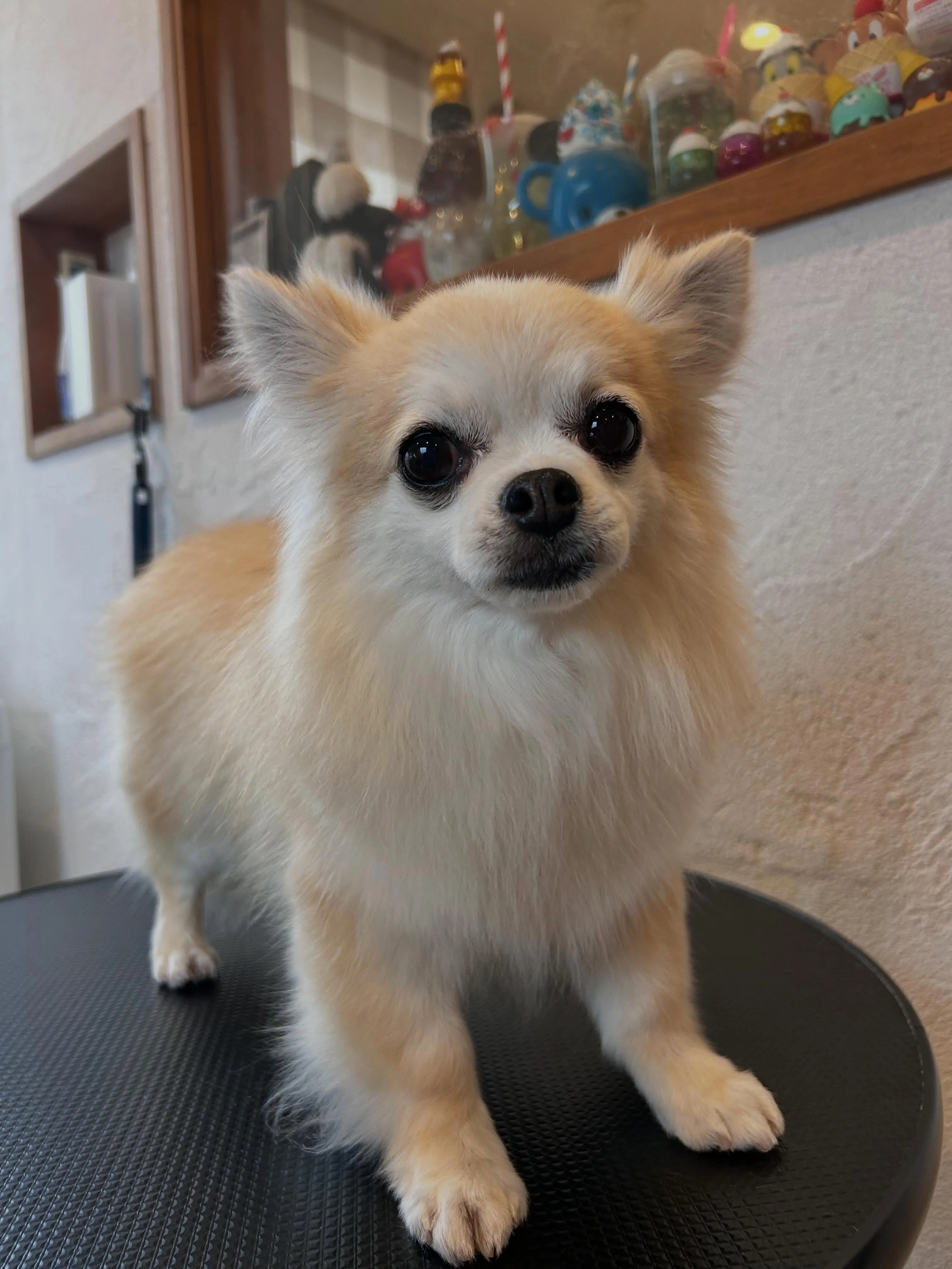 可愛いワンちゃんたちがご来店🐾