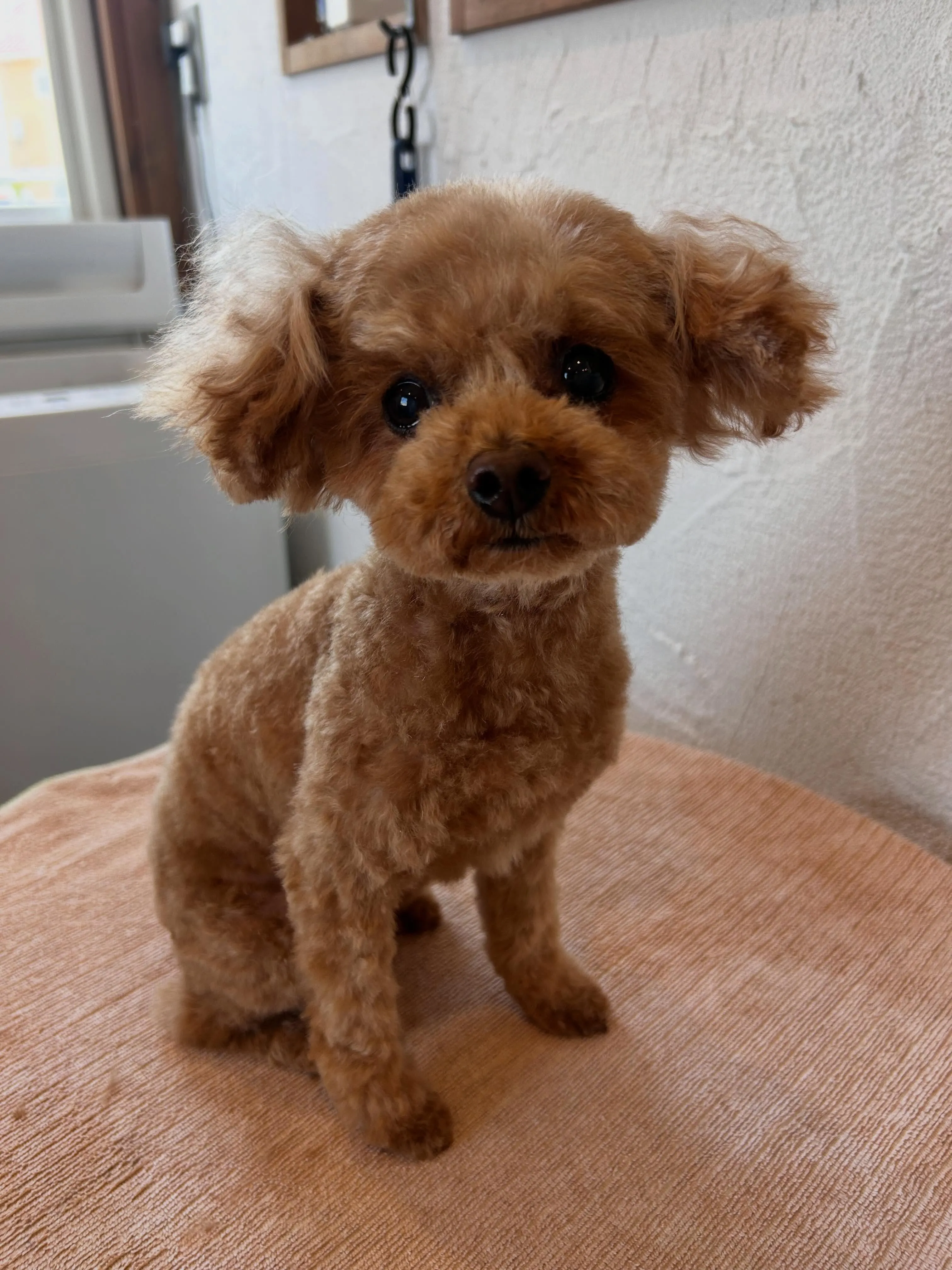 😍トリミングしたみなさんをお披露目しちゃいます🐾