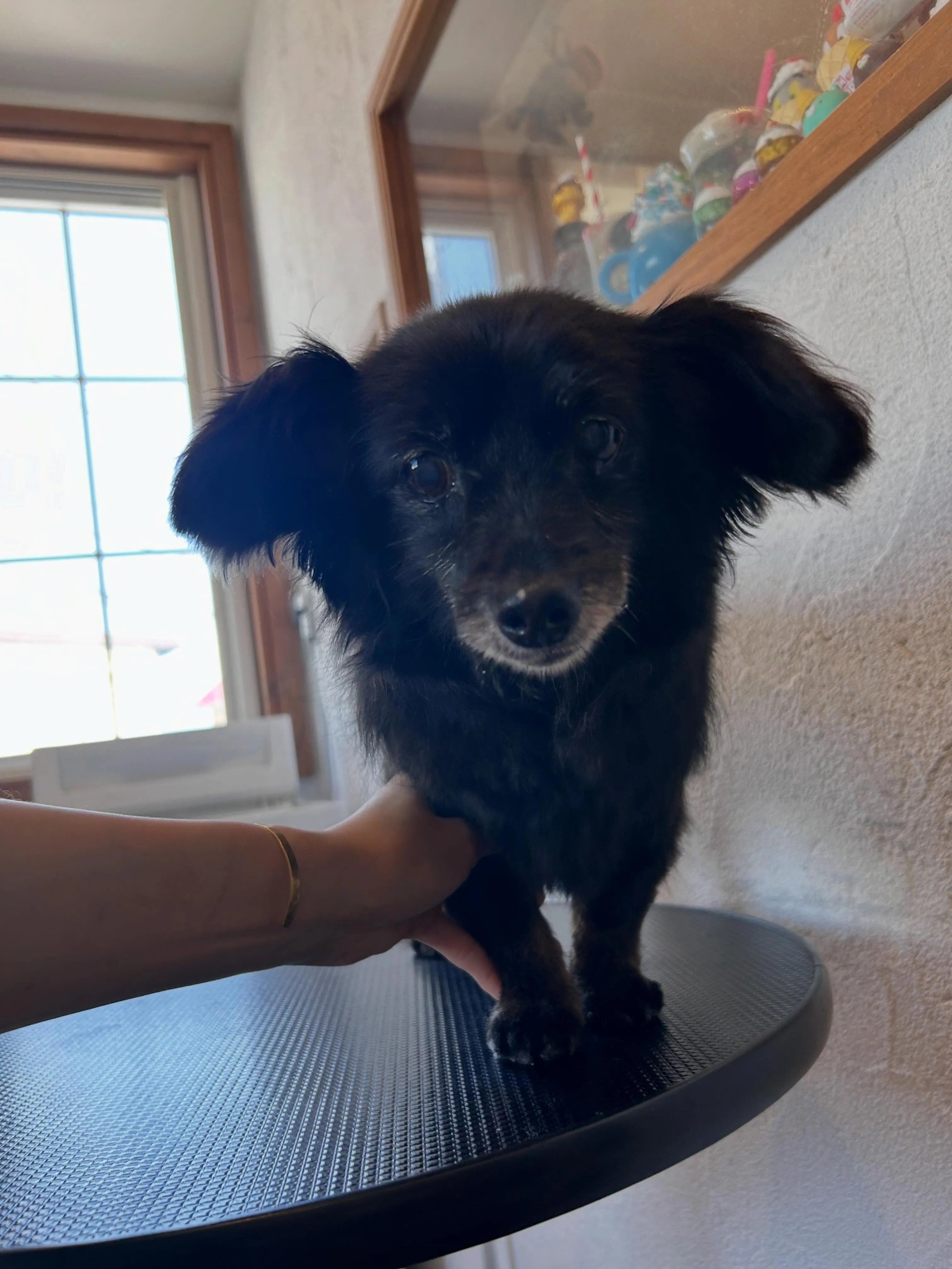 😍トリミングしたみなさんをお披露目しちゃいます🐾