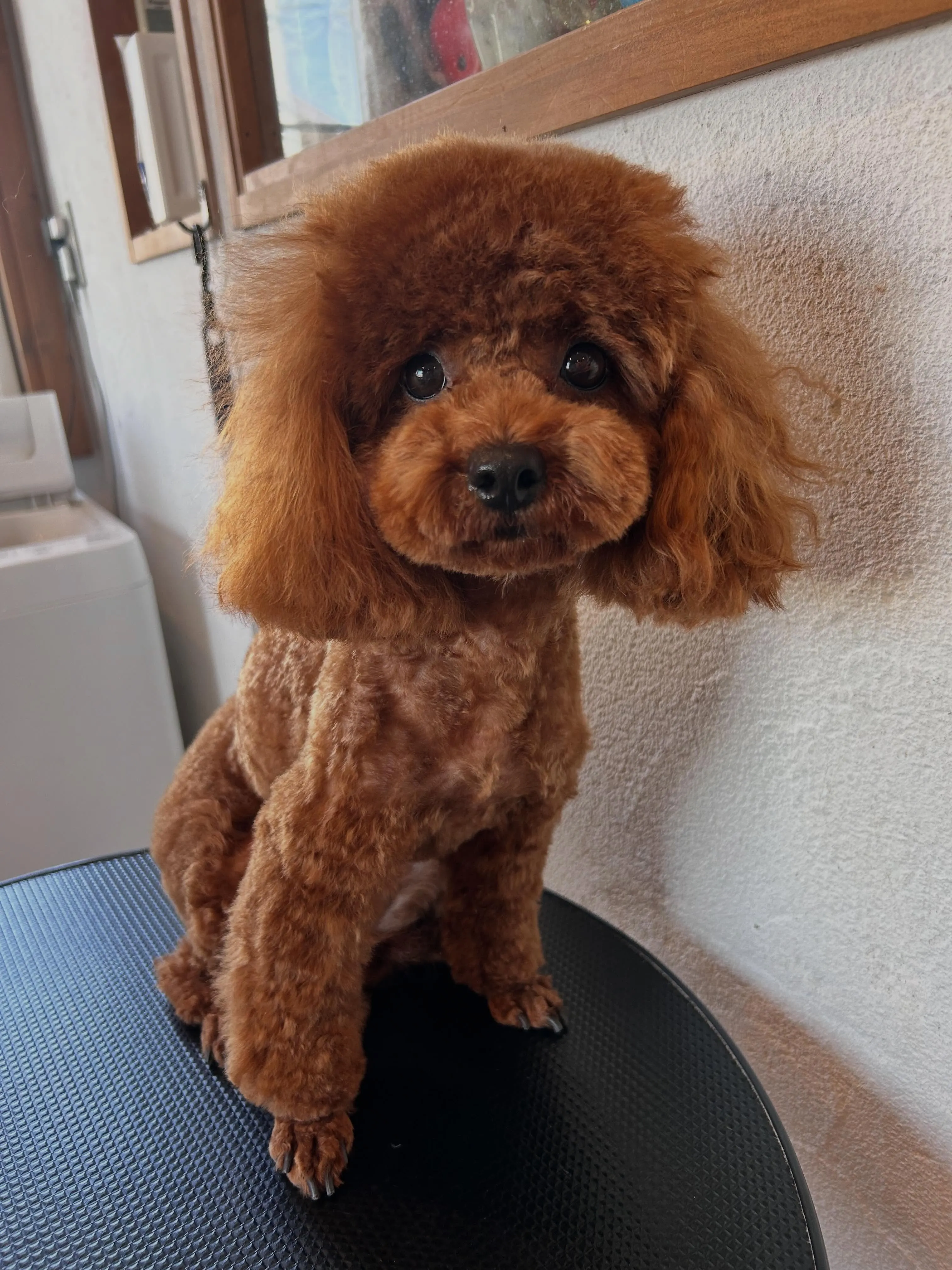 😍トリミングしたみなさんをお披露目しちゃいます🐾