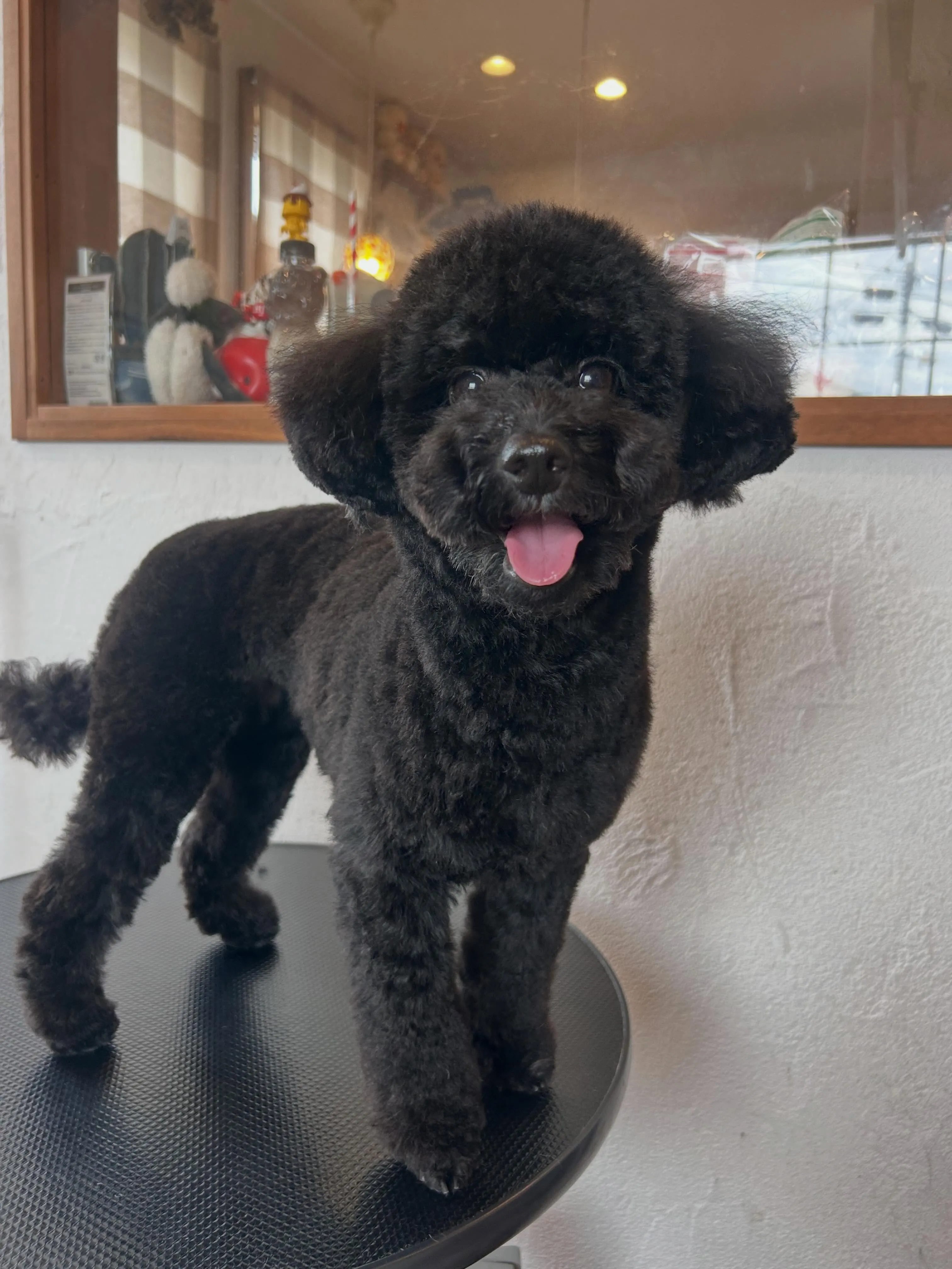 トリミングダイアリー🐾