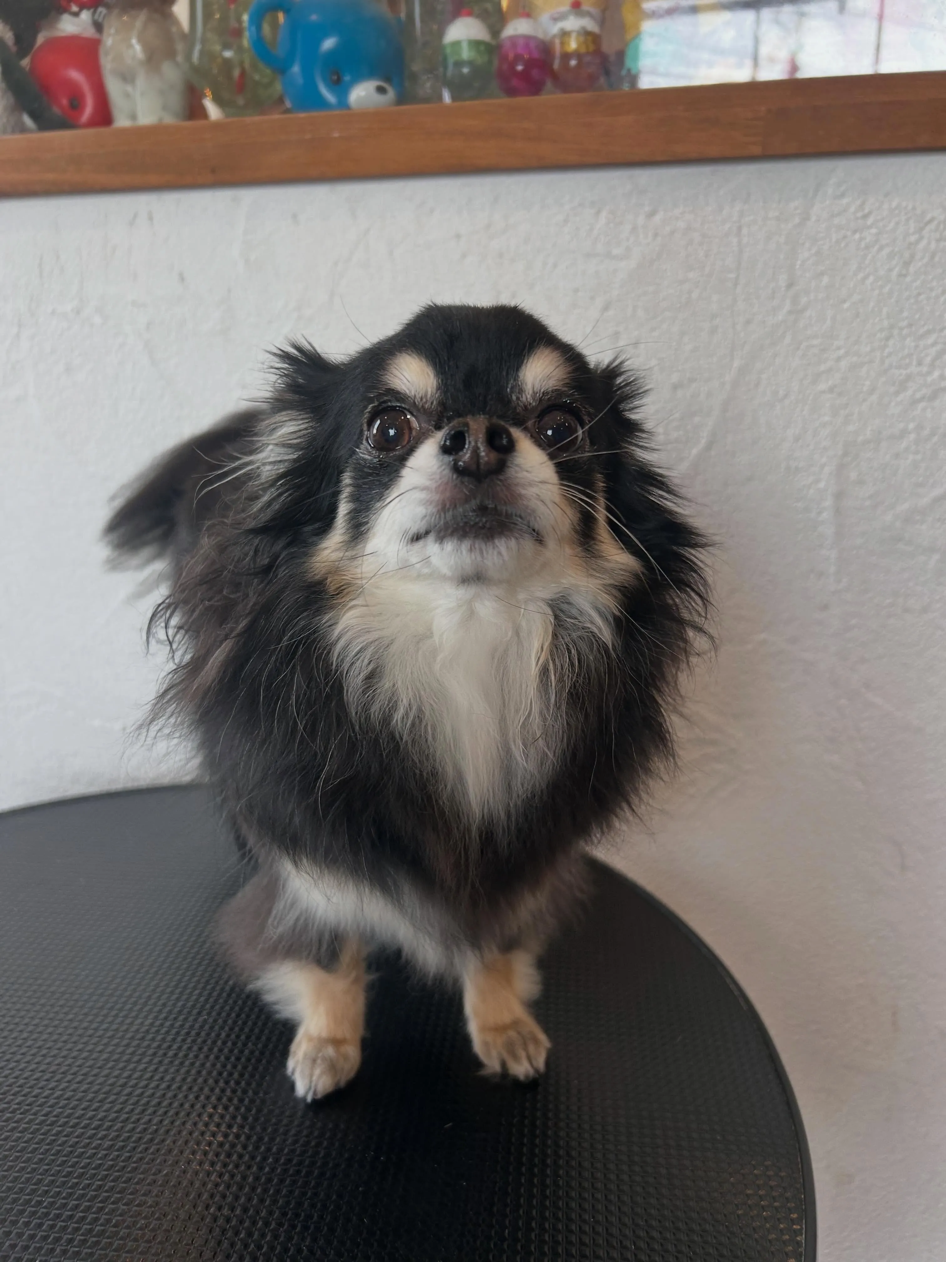 トリミングダイアリー🐾