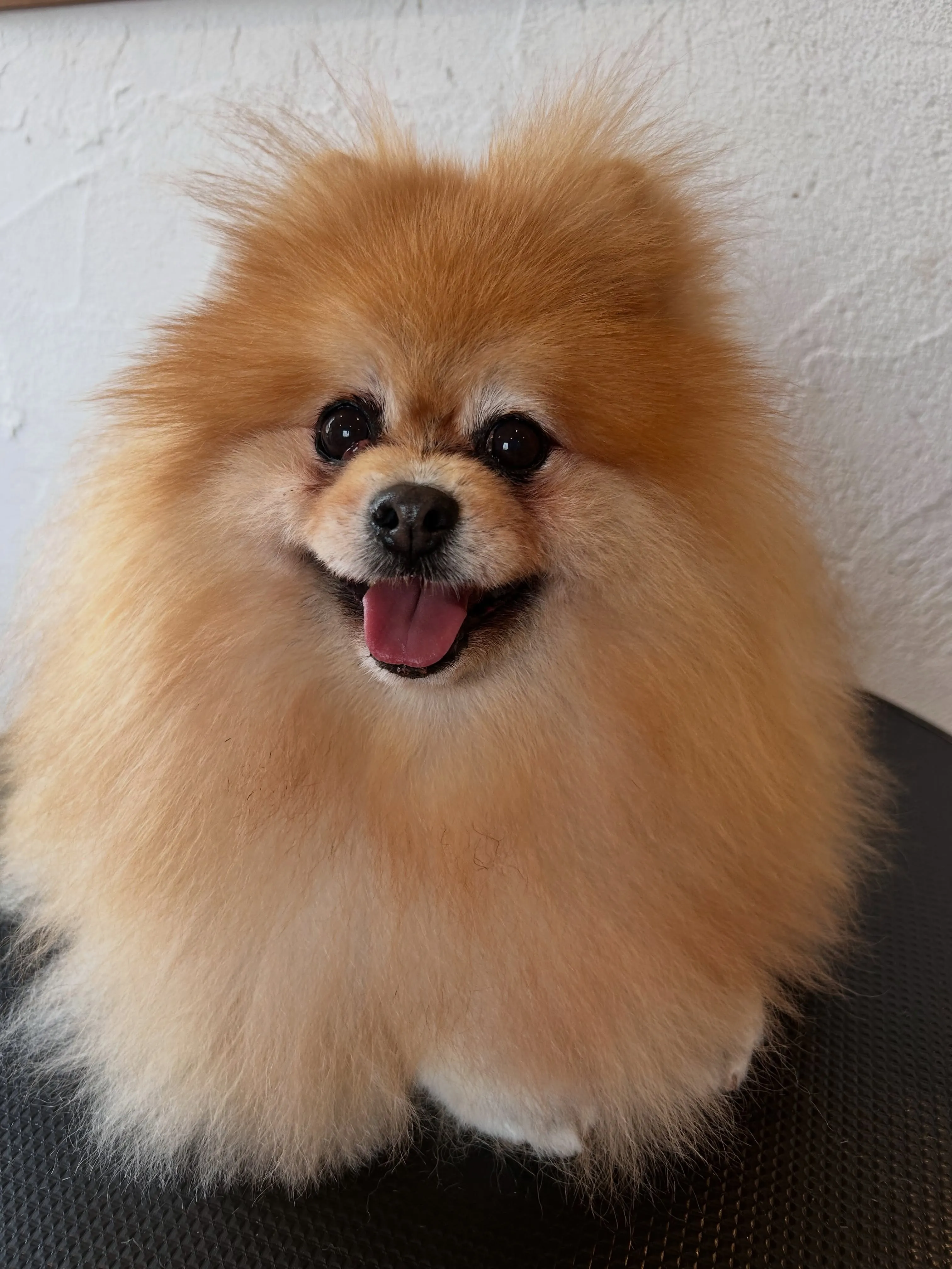 可愛いゲストたち🌟🐾
