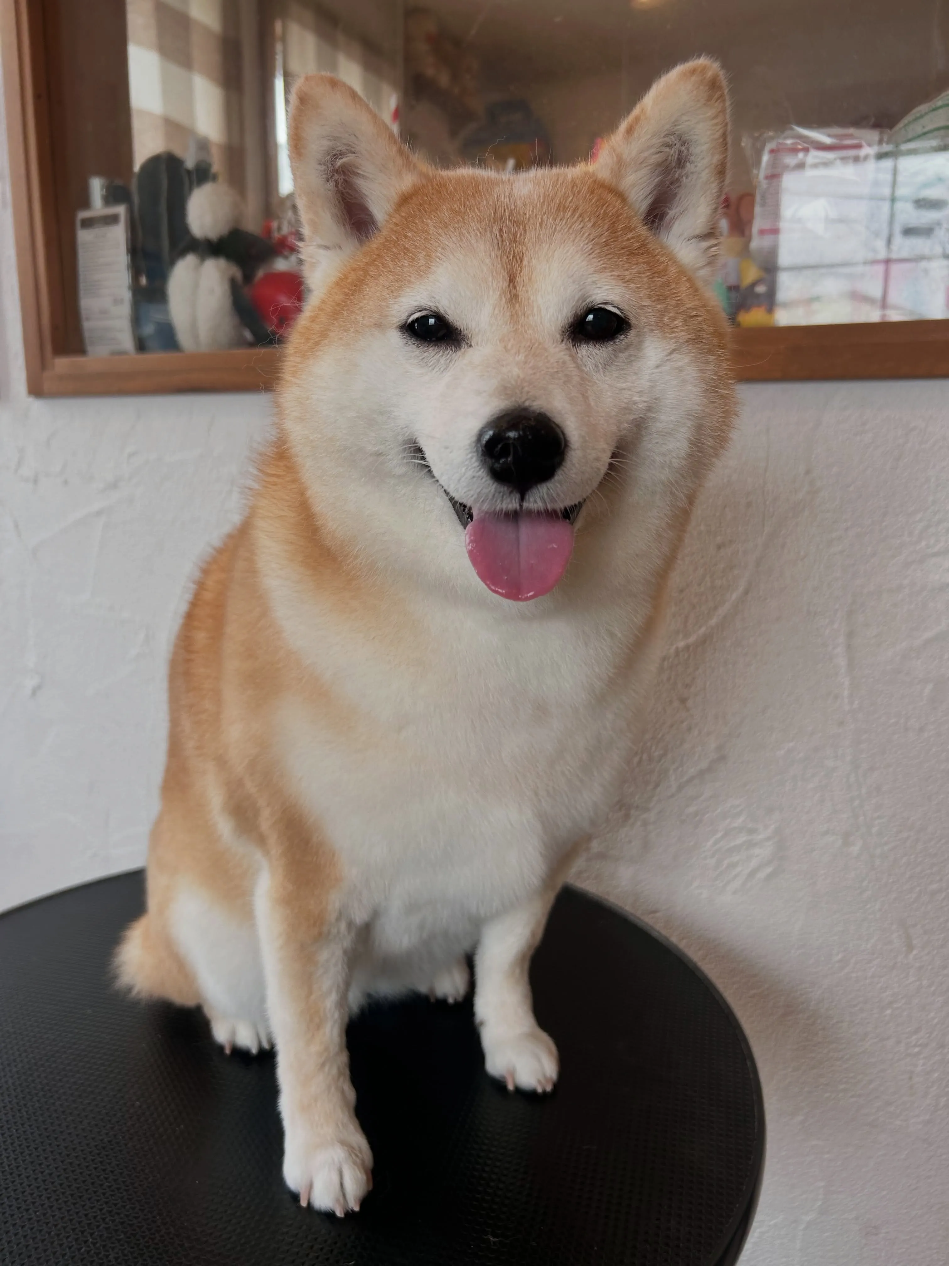 可愛いゲストたち🌟🐾