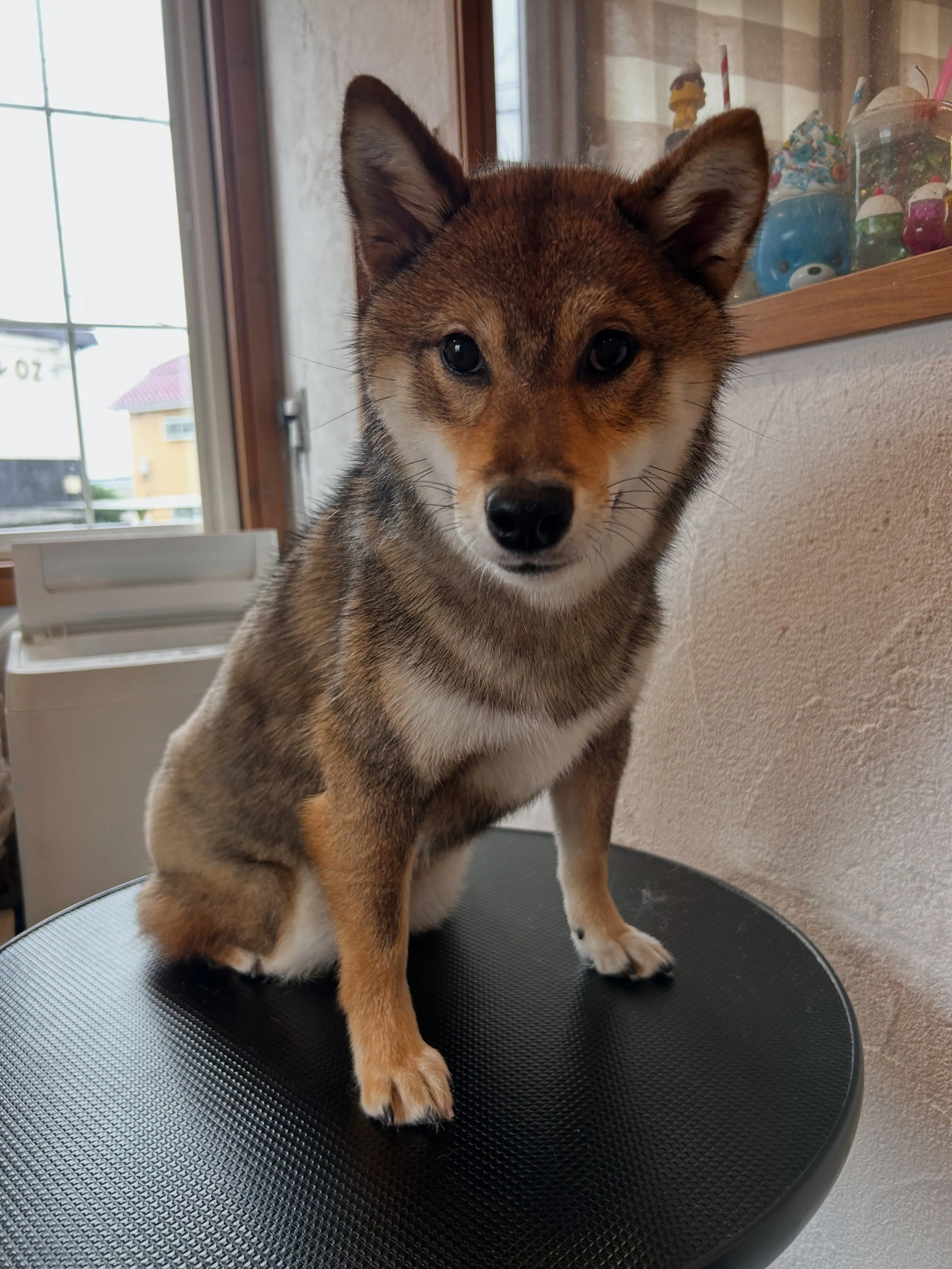 可愛いゲストたち🌟🐾