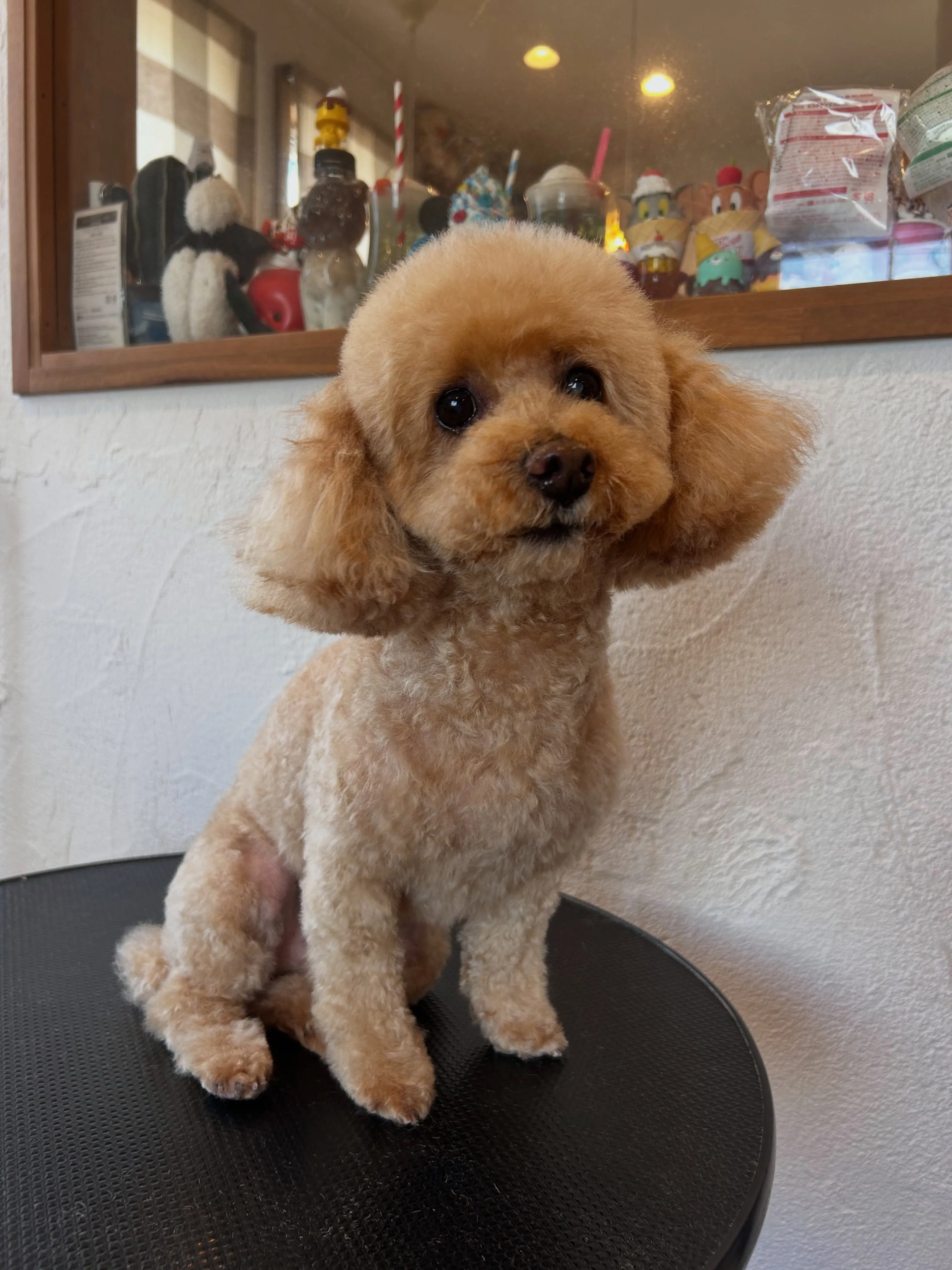 ワンちゃんパラダイス🐶✨