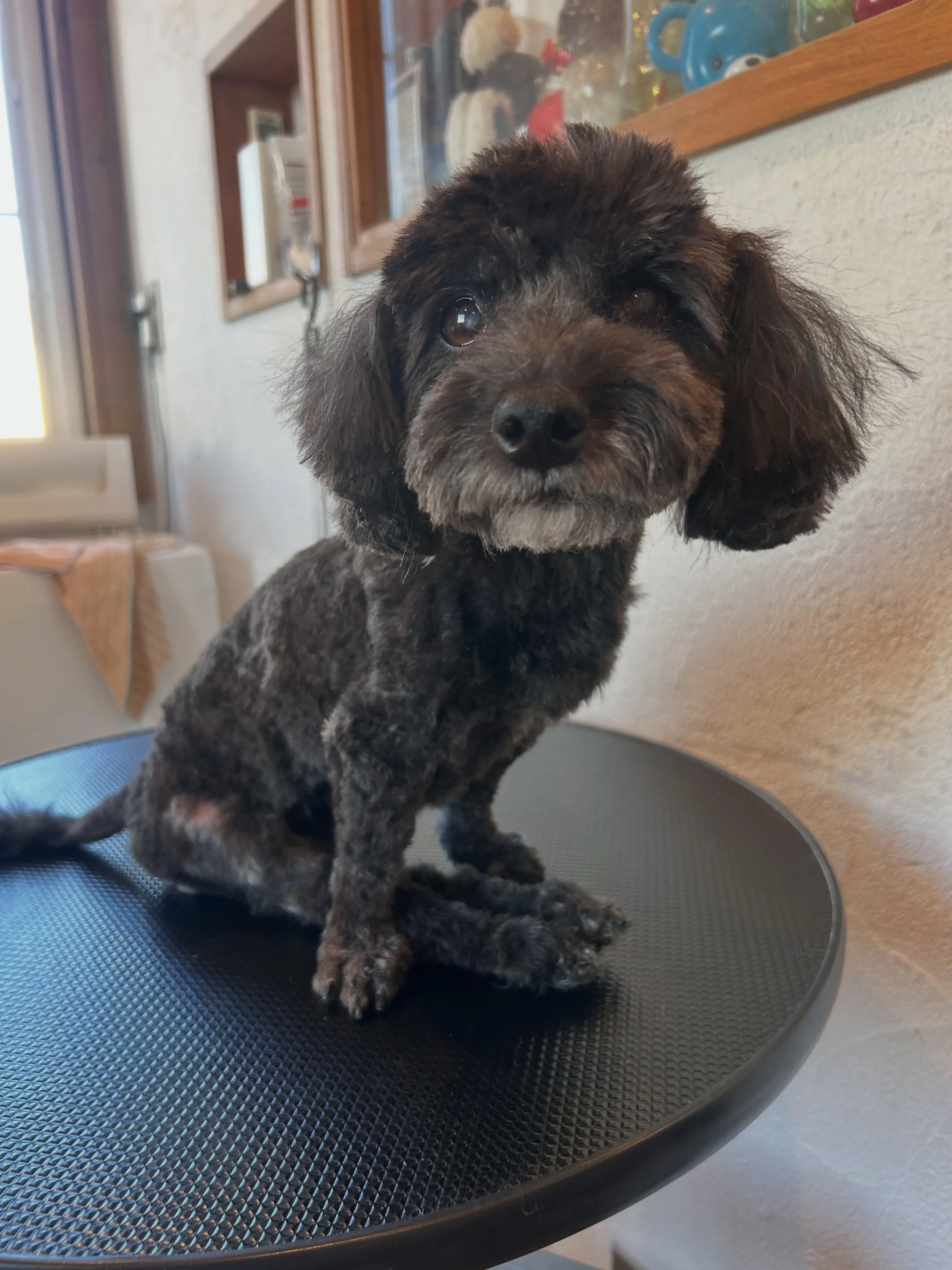 ワンちゃんパラダイス🐶✨