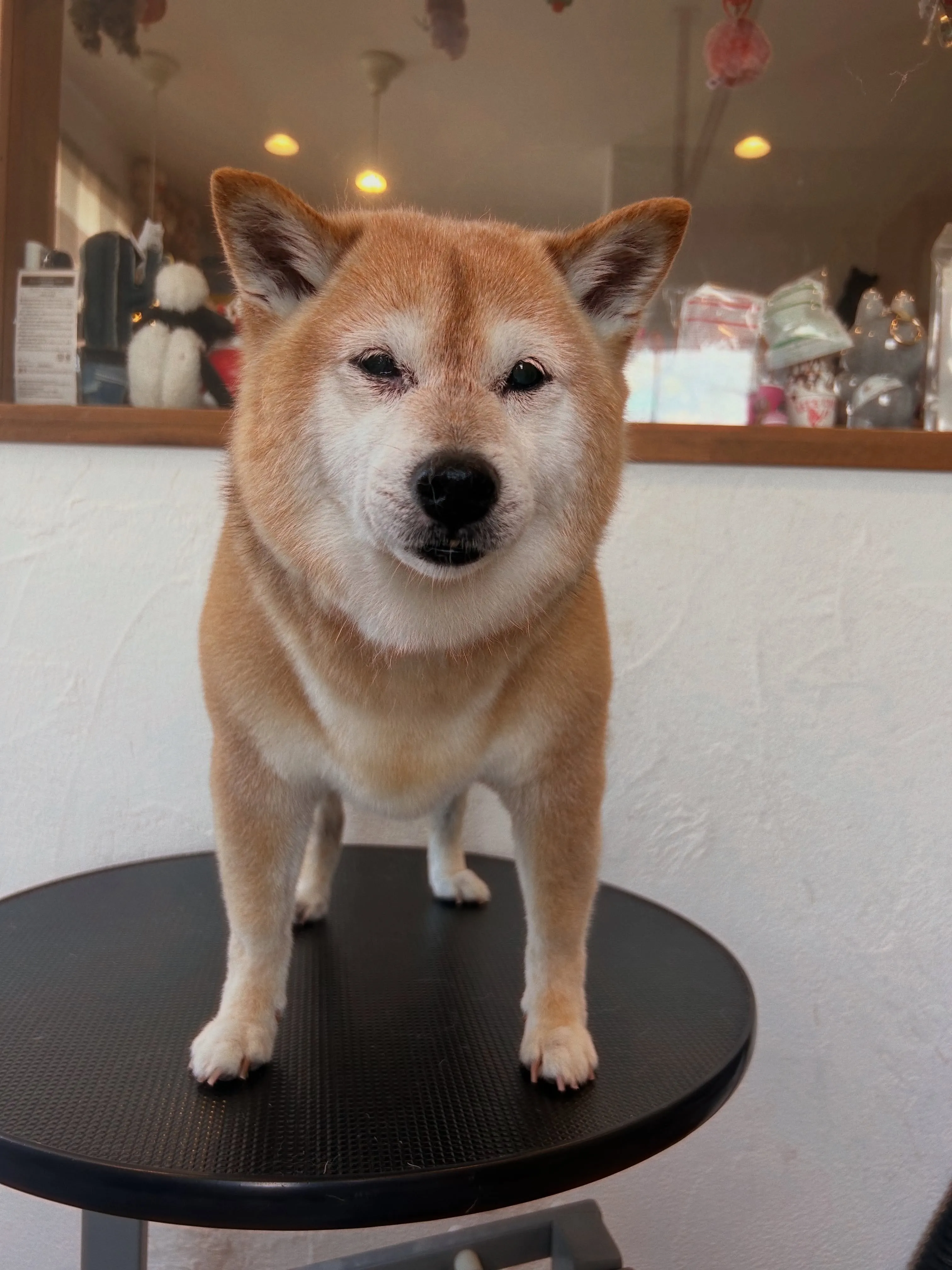 柴犬のイチローくんとサブローちゃんが、