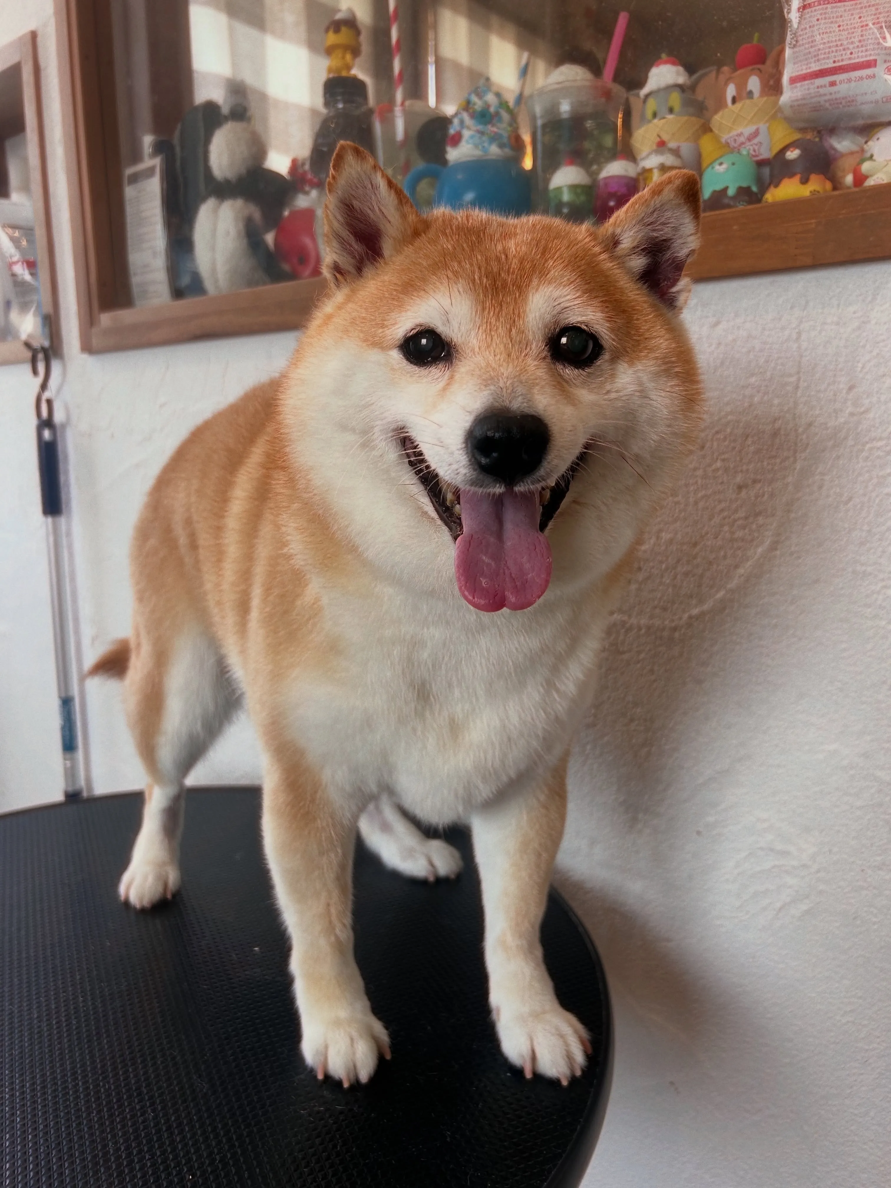 柴犬のイチローくんとサブローちゃんが、