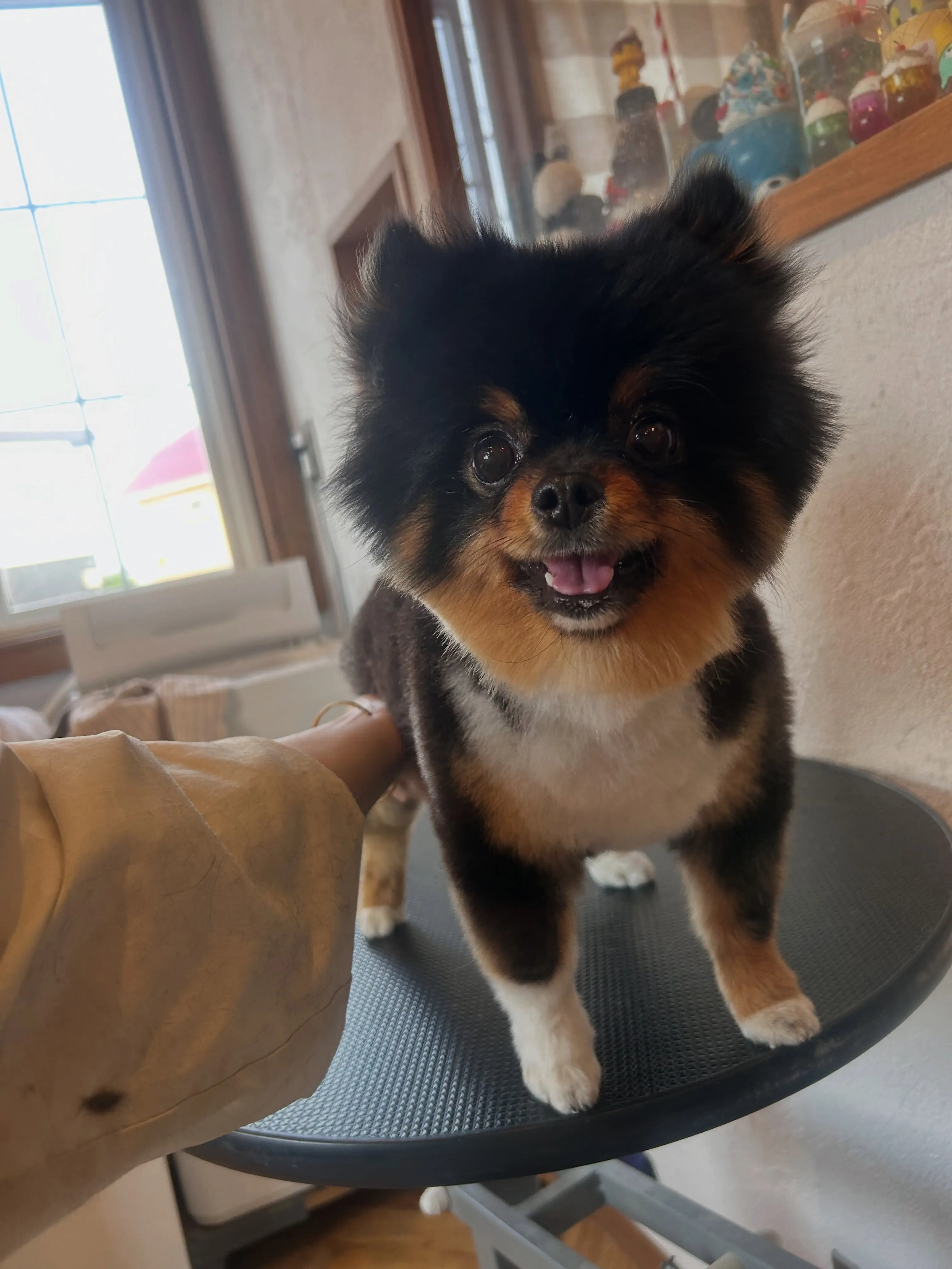 新しいスタイルに挑戦🐾