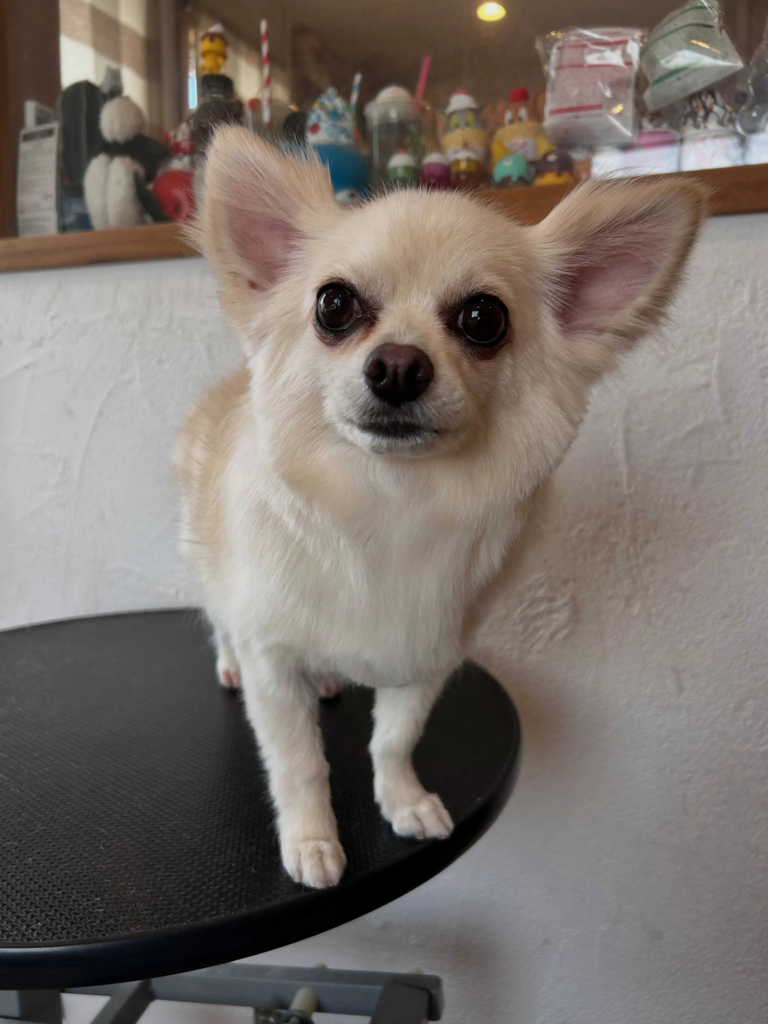 ふわふわデイ🐶✨