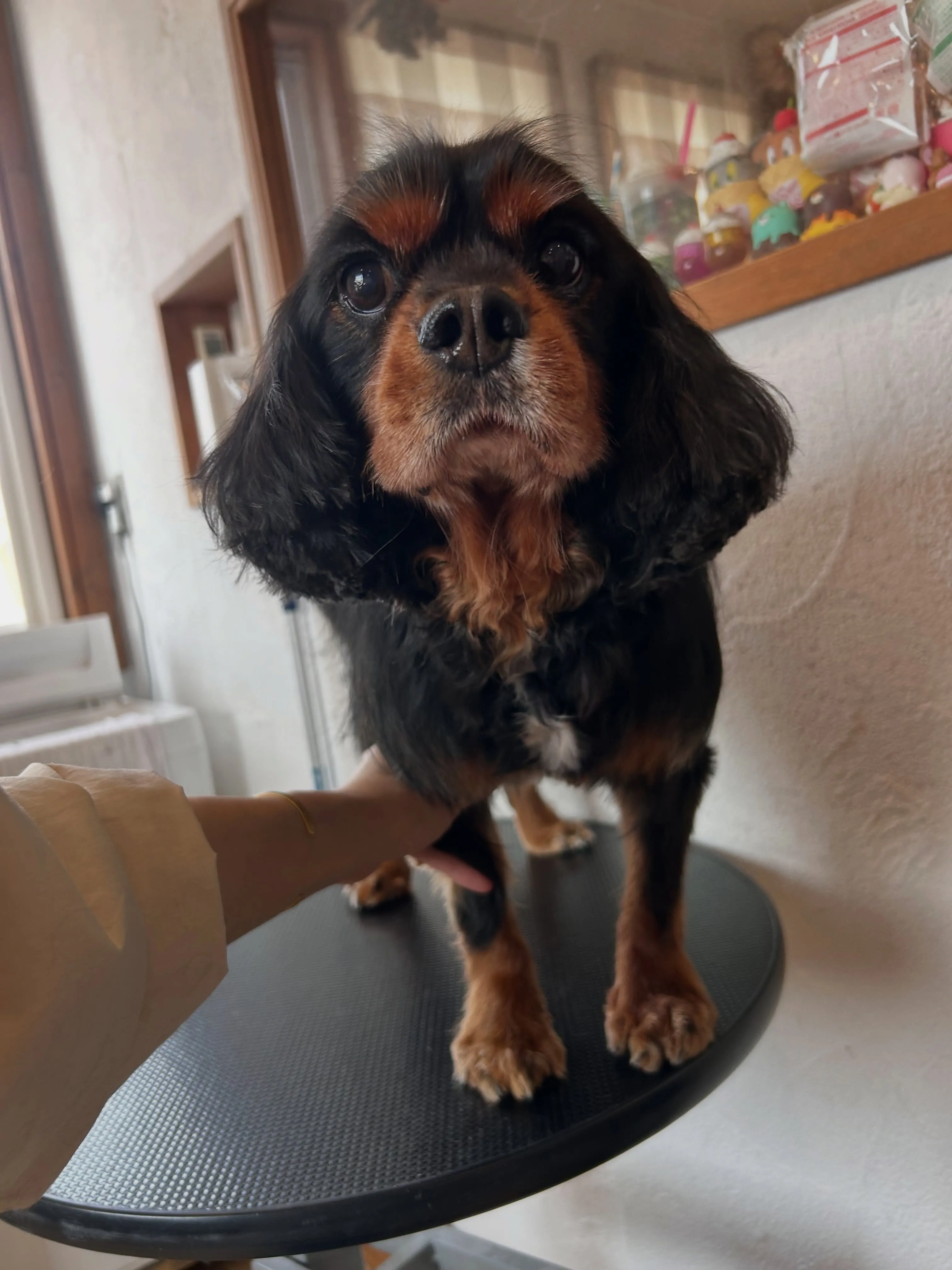 ふわふわデイ🐶✨