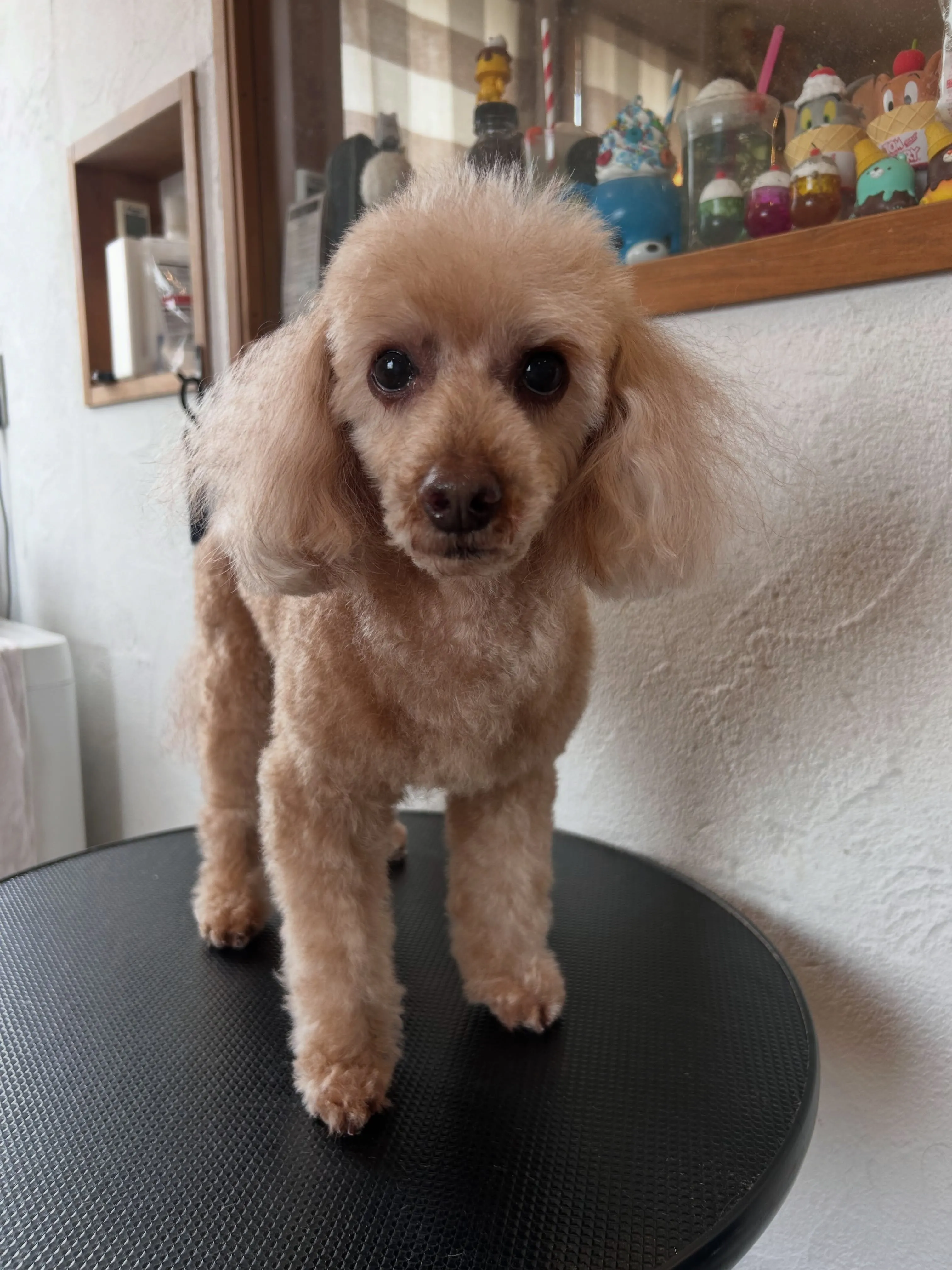 ふわふわデイ🐶✨