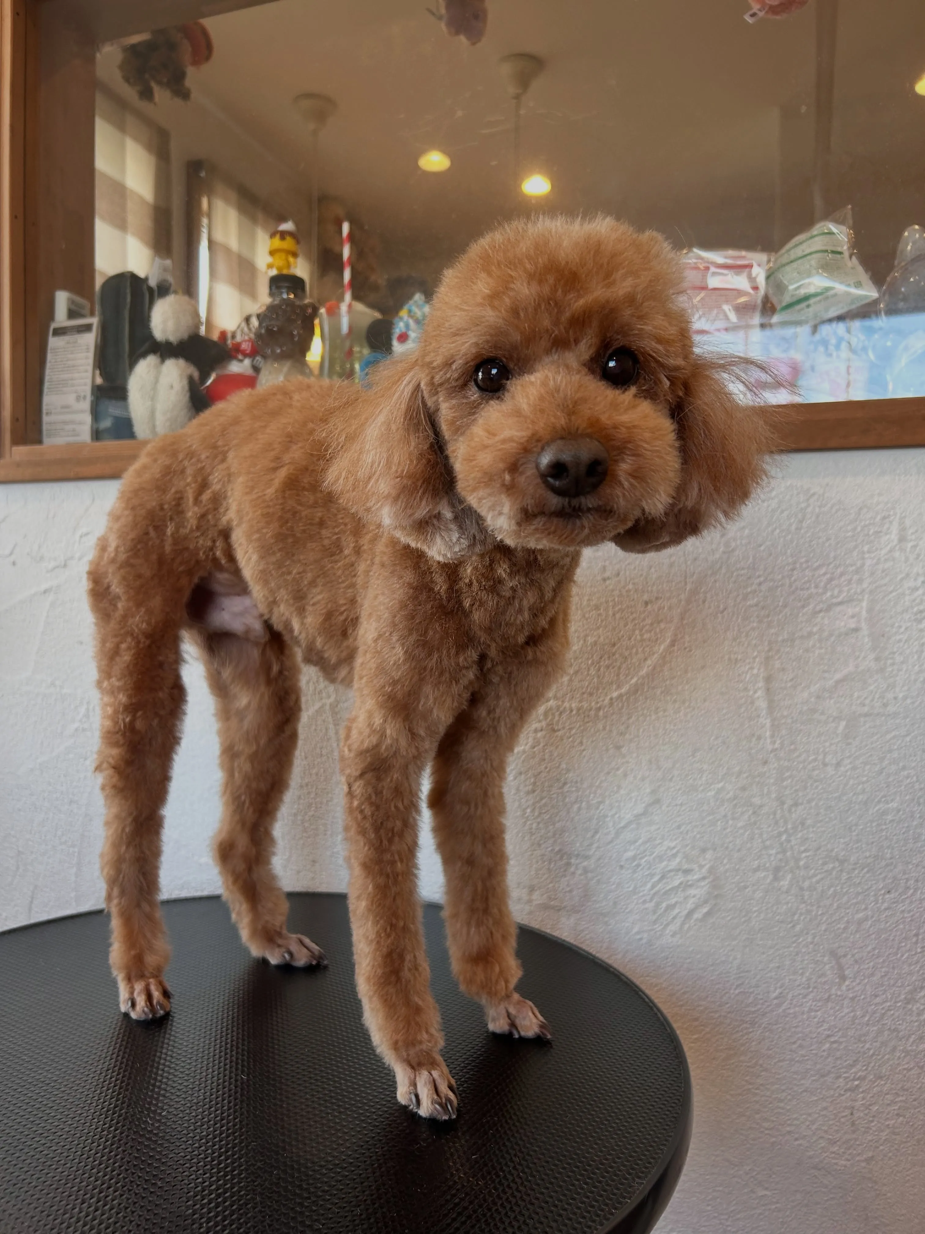 ふわふわデイ🐶✨