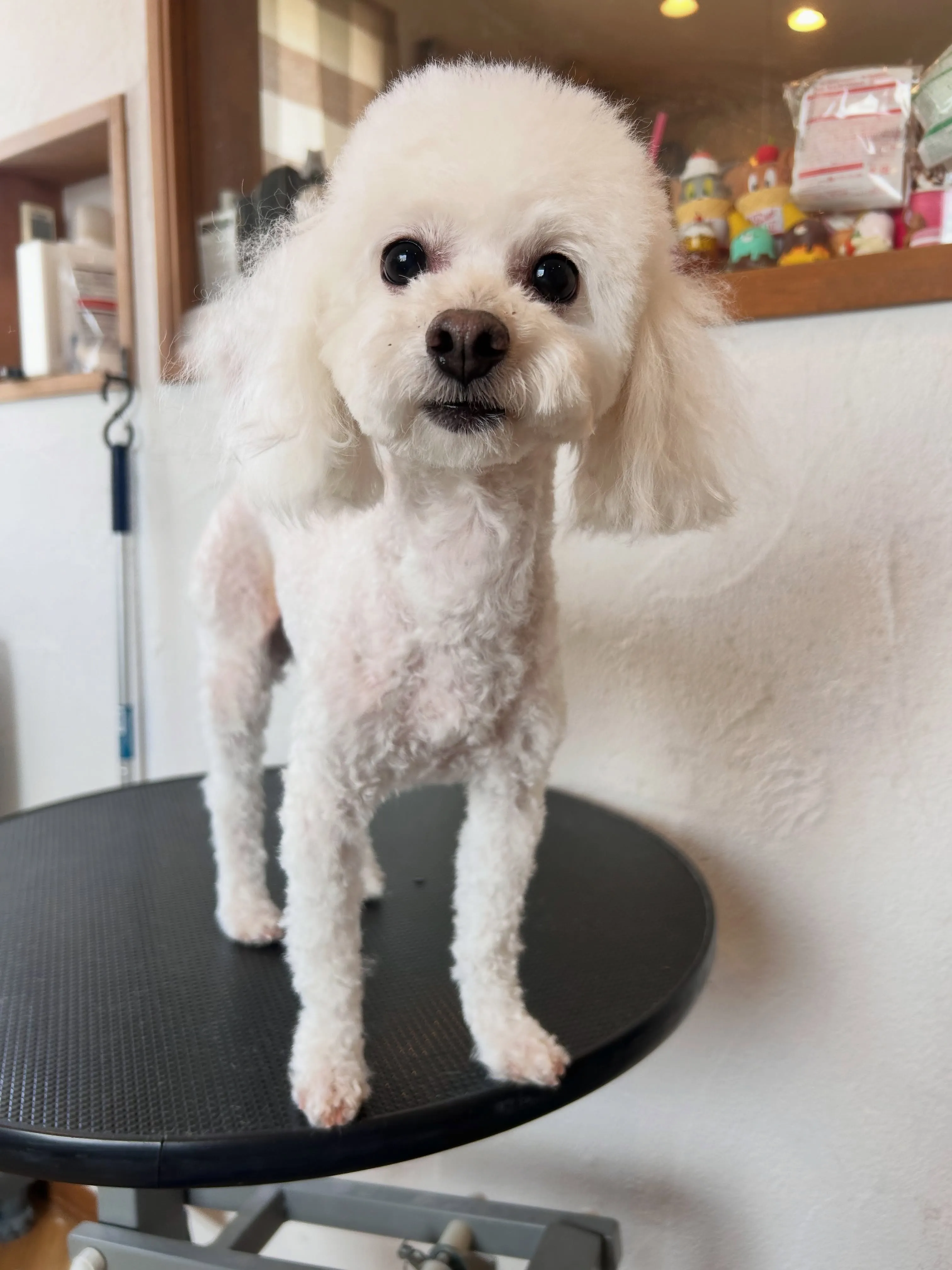 みんな可愛さ全開🐾✨