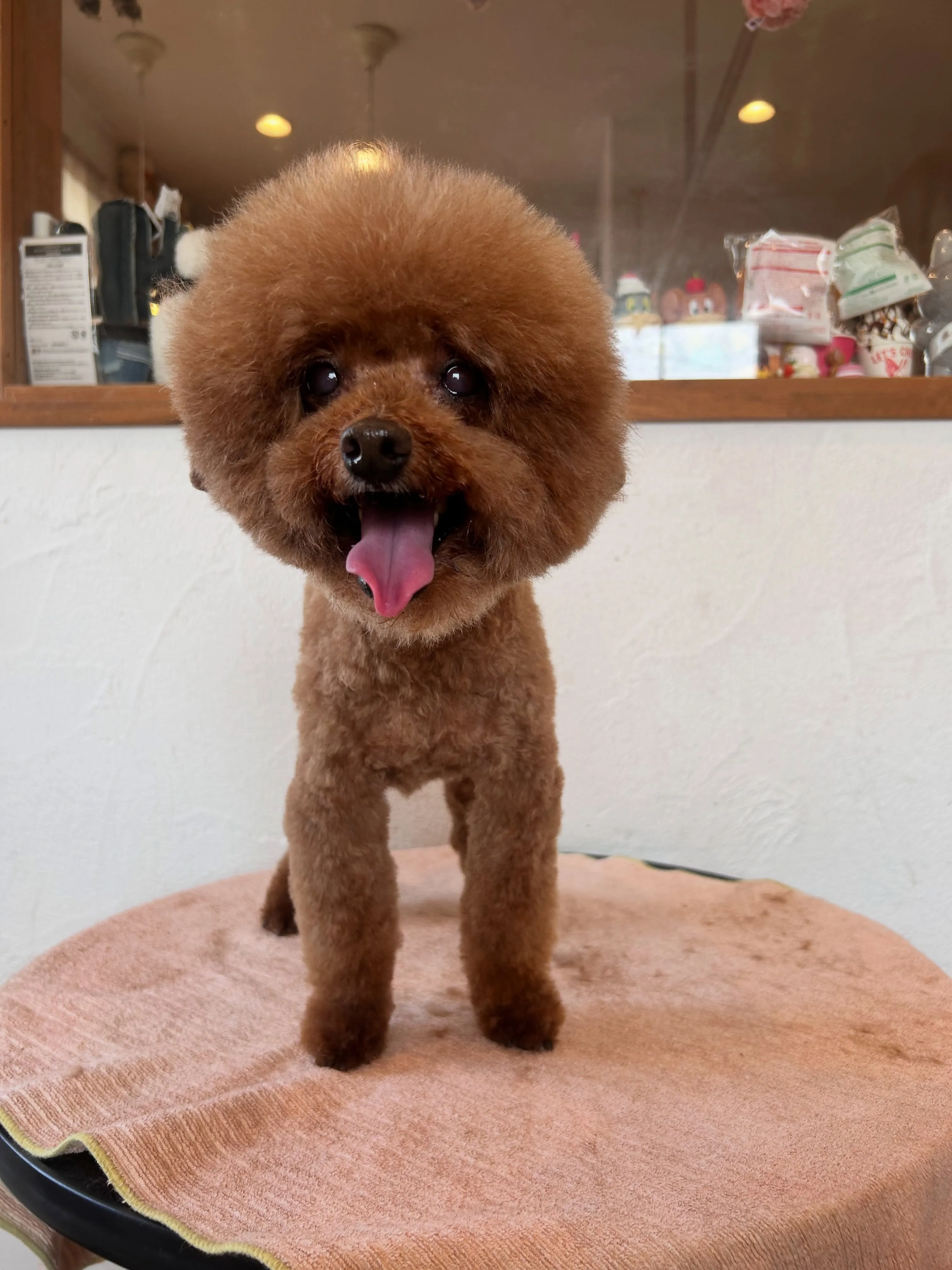 みんな可愛さ全開🐾✨
