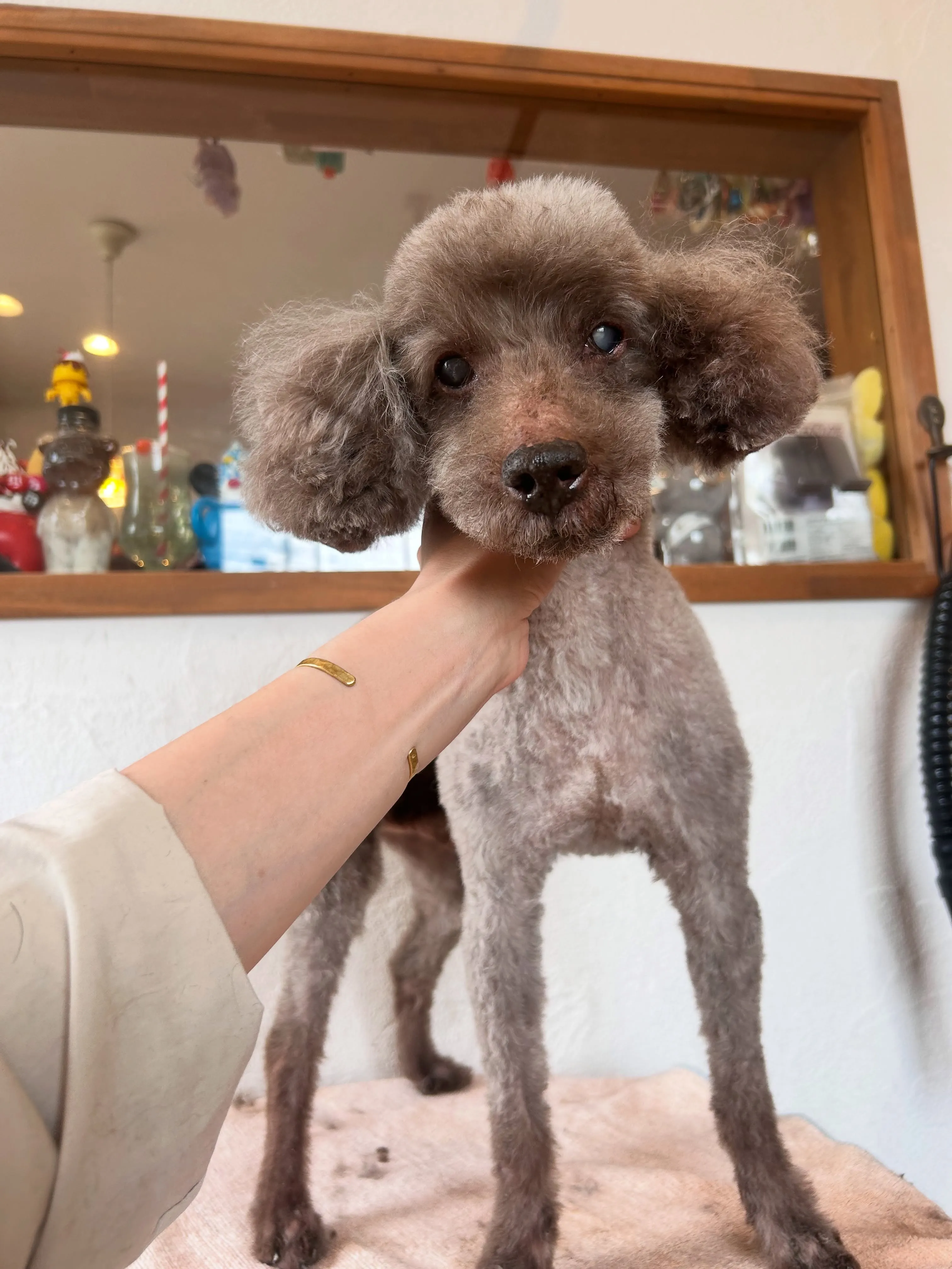 たくさんのワンちゃんたちが頑張ってくれました🐶💕