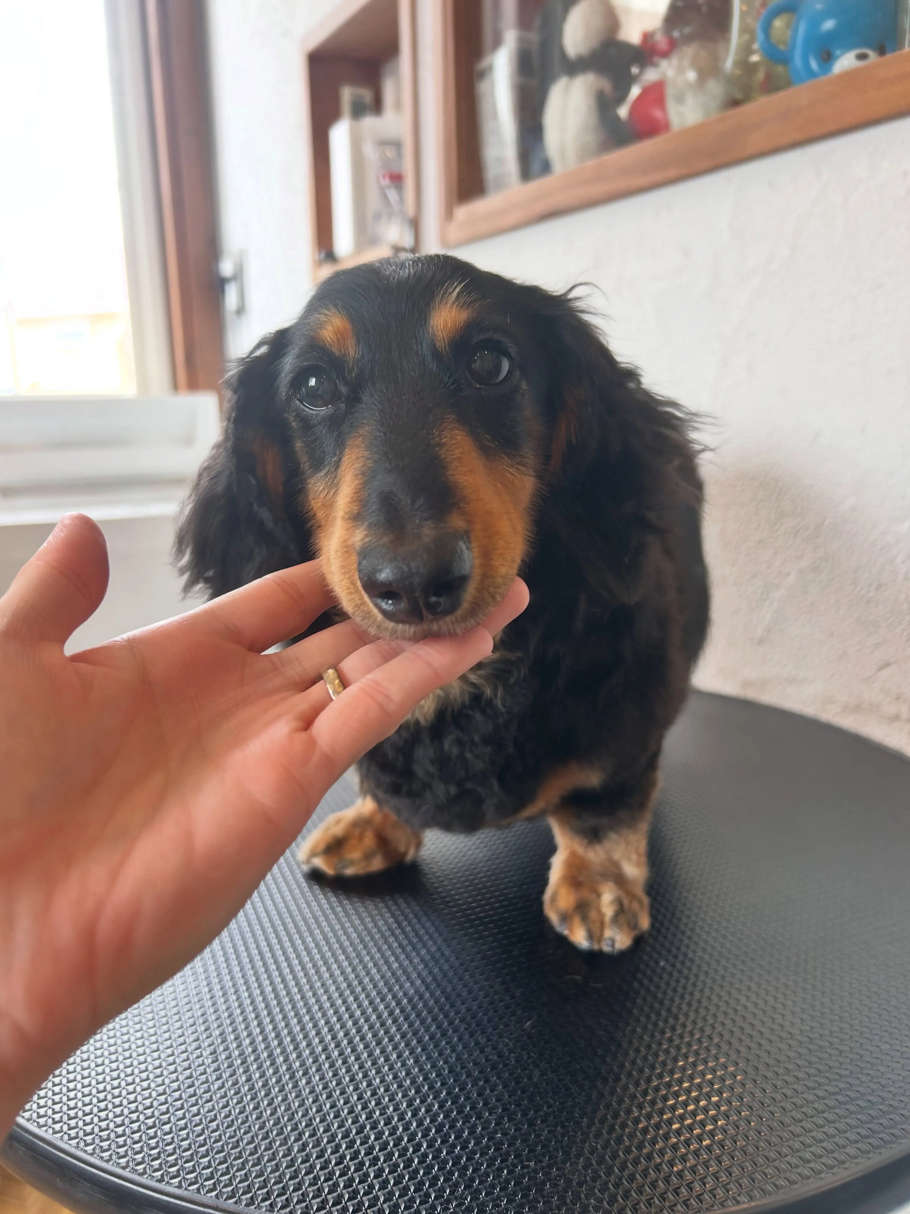たくさんのワンちゃんたちが頑張ってくれました🐶💕