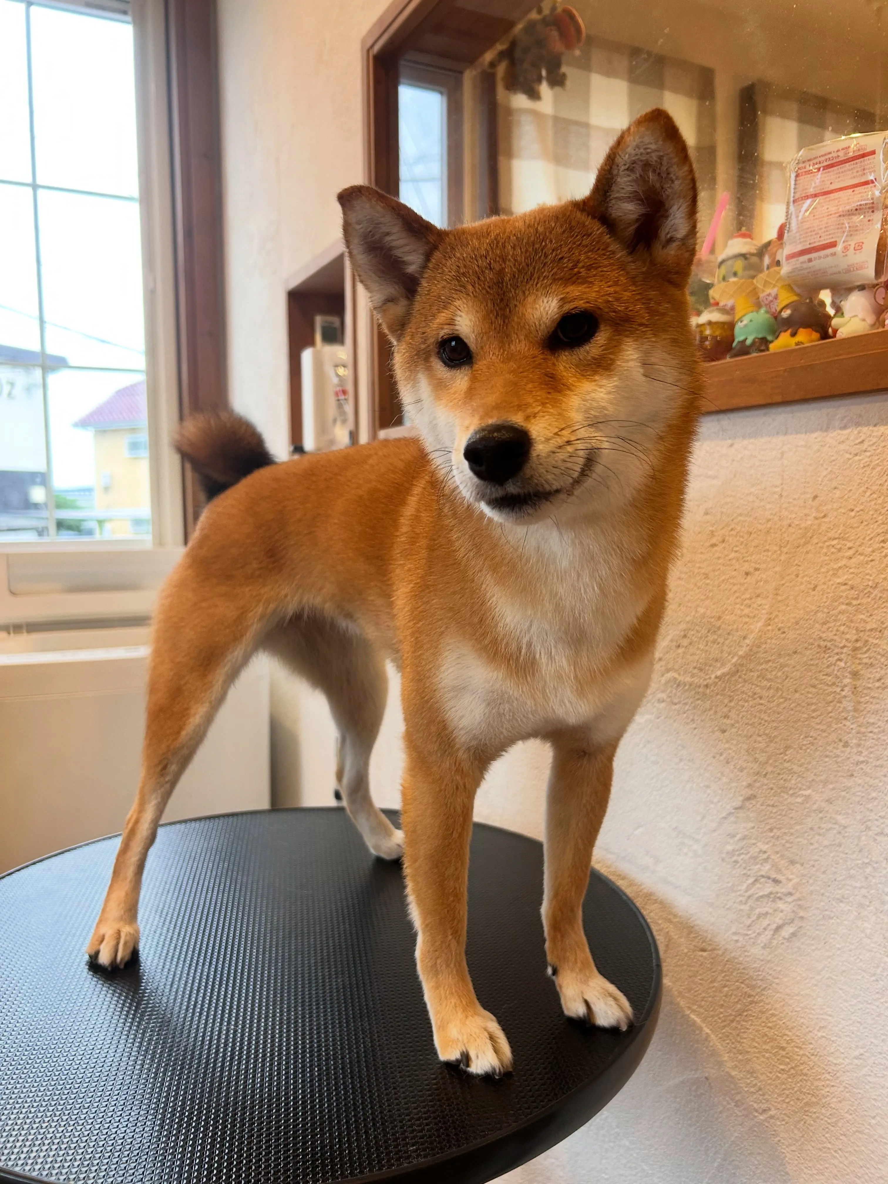 たくさんのワンちゃんたちが頑張ってくれました🐶💕