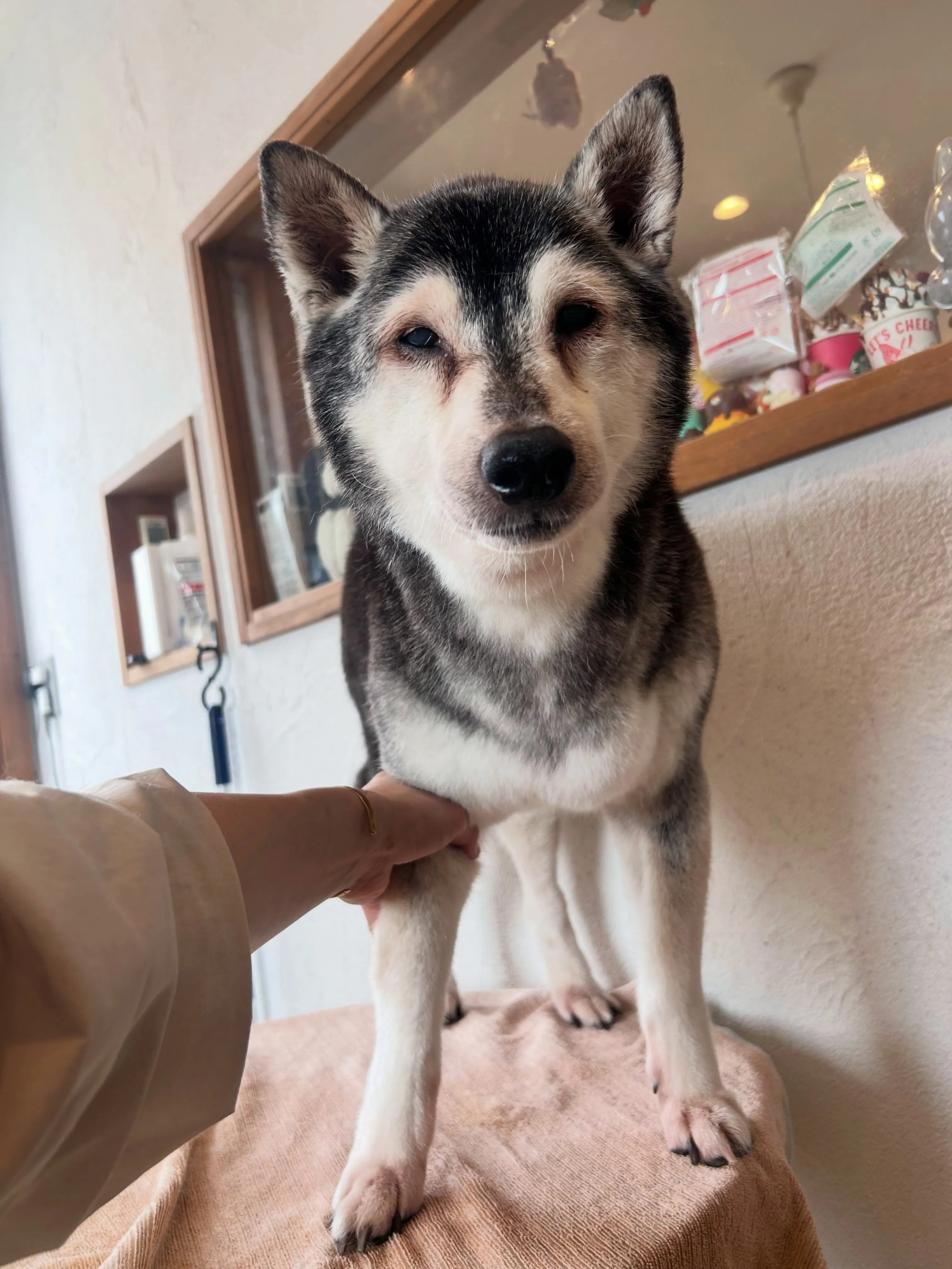 今日はワンちゃんたちの変身デー🐾✨