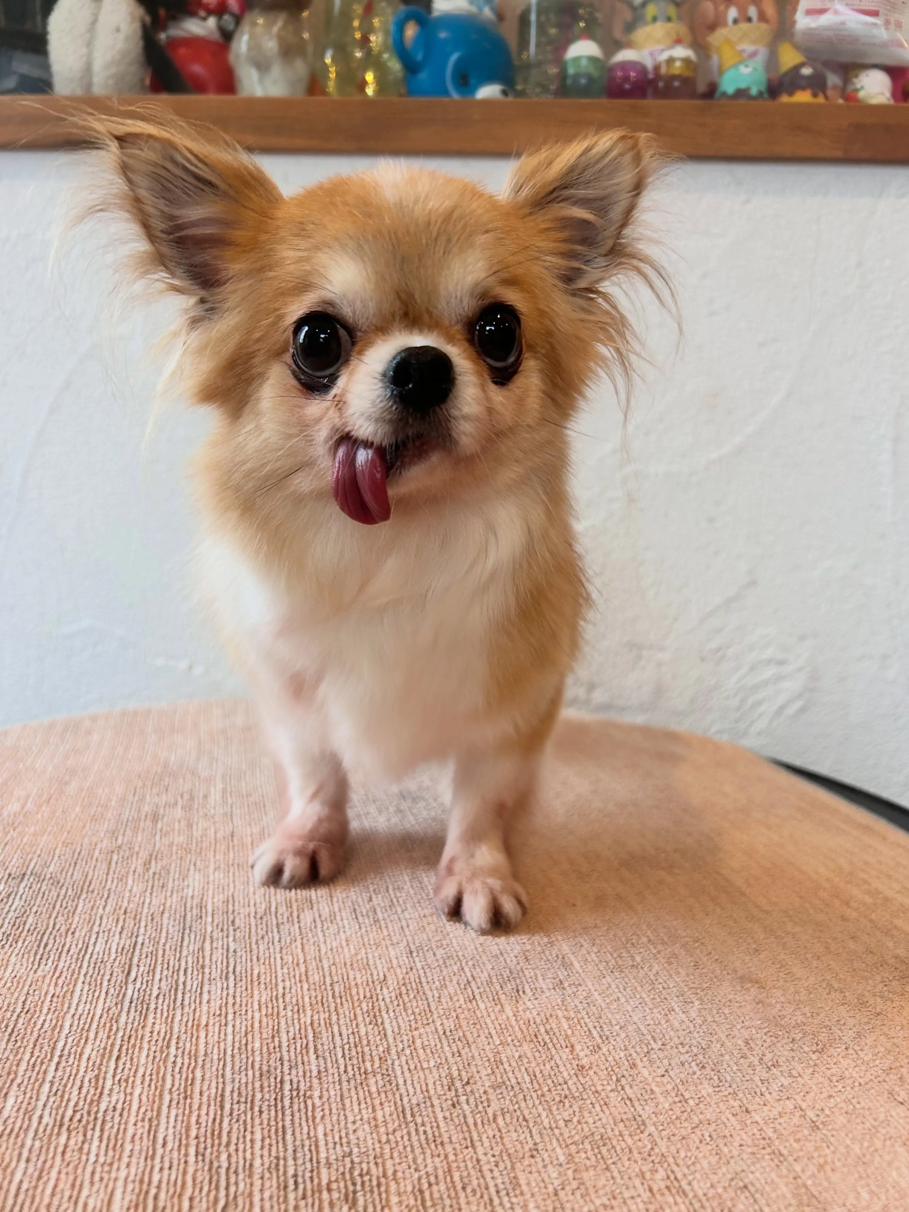 今日はワンちゃんたちの変身デー🐾✨