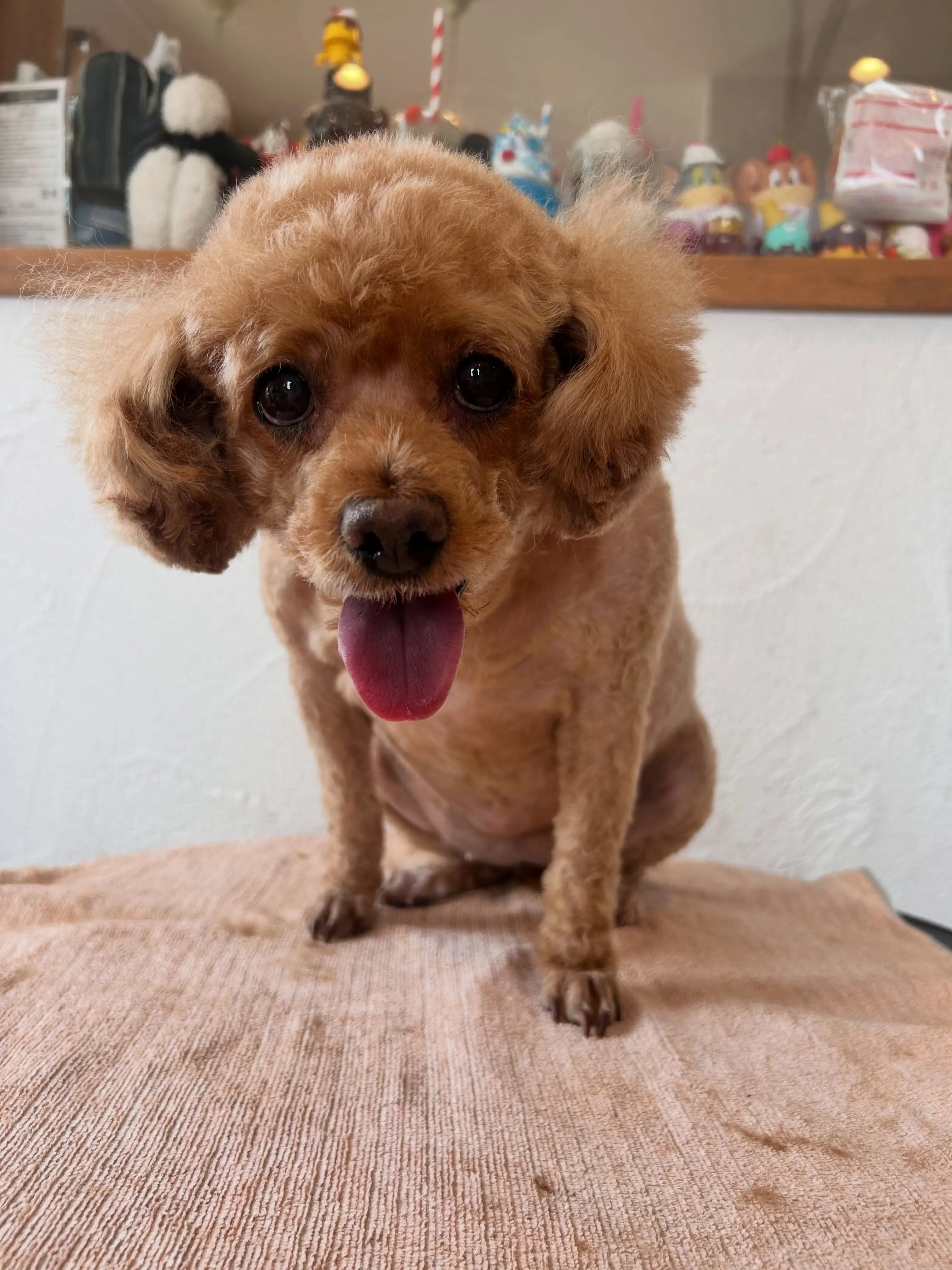 プードルのあずきちゃん🐩