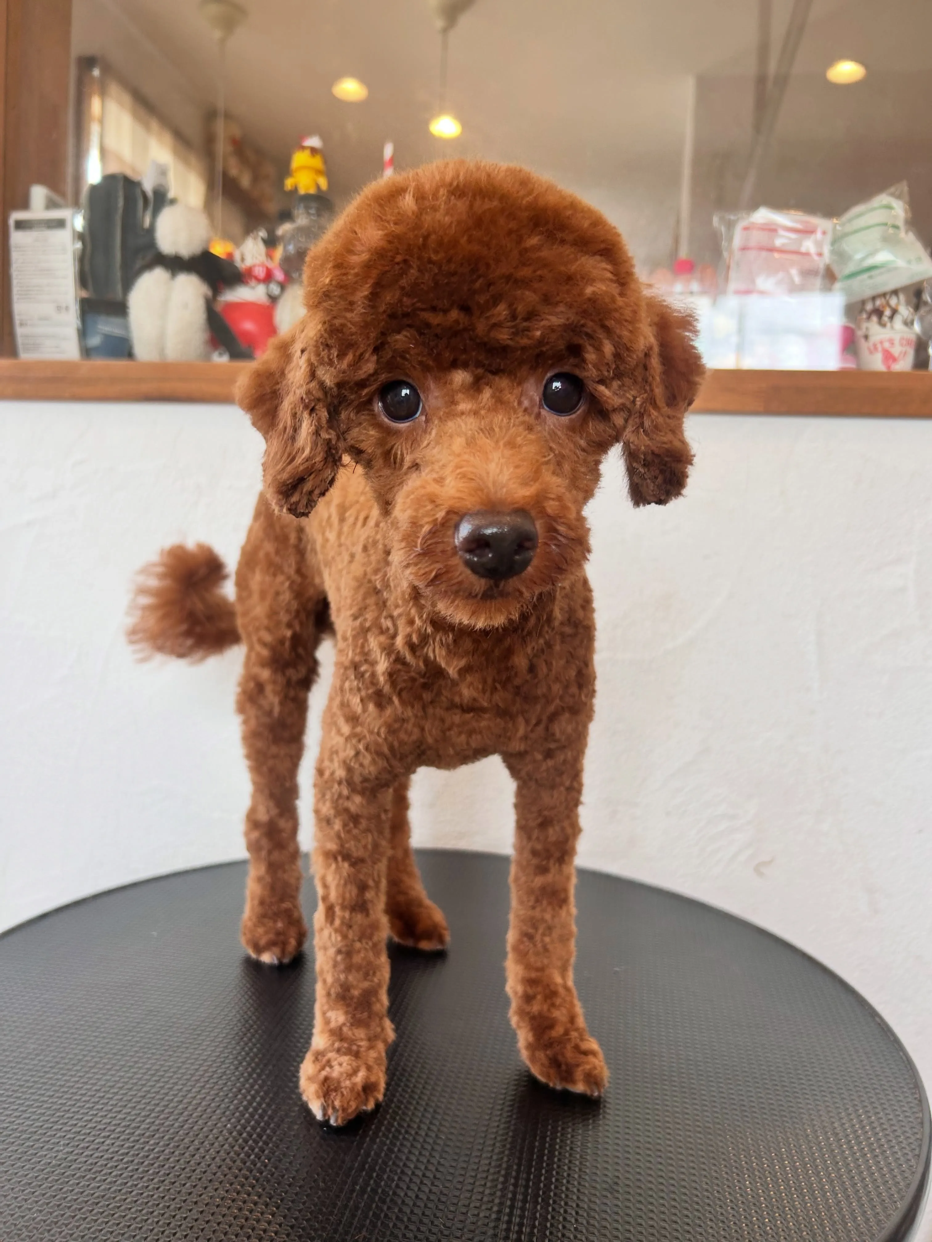 プードルのあずきちゃん🐩