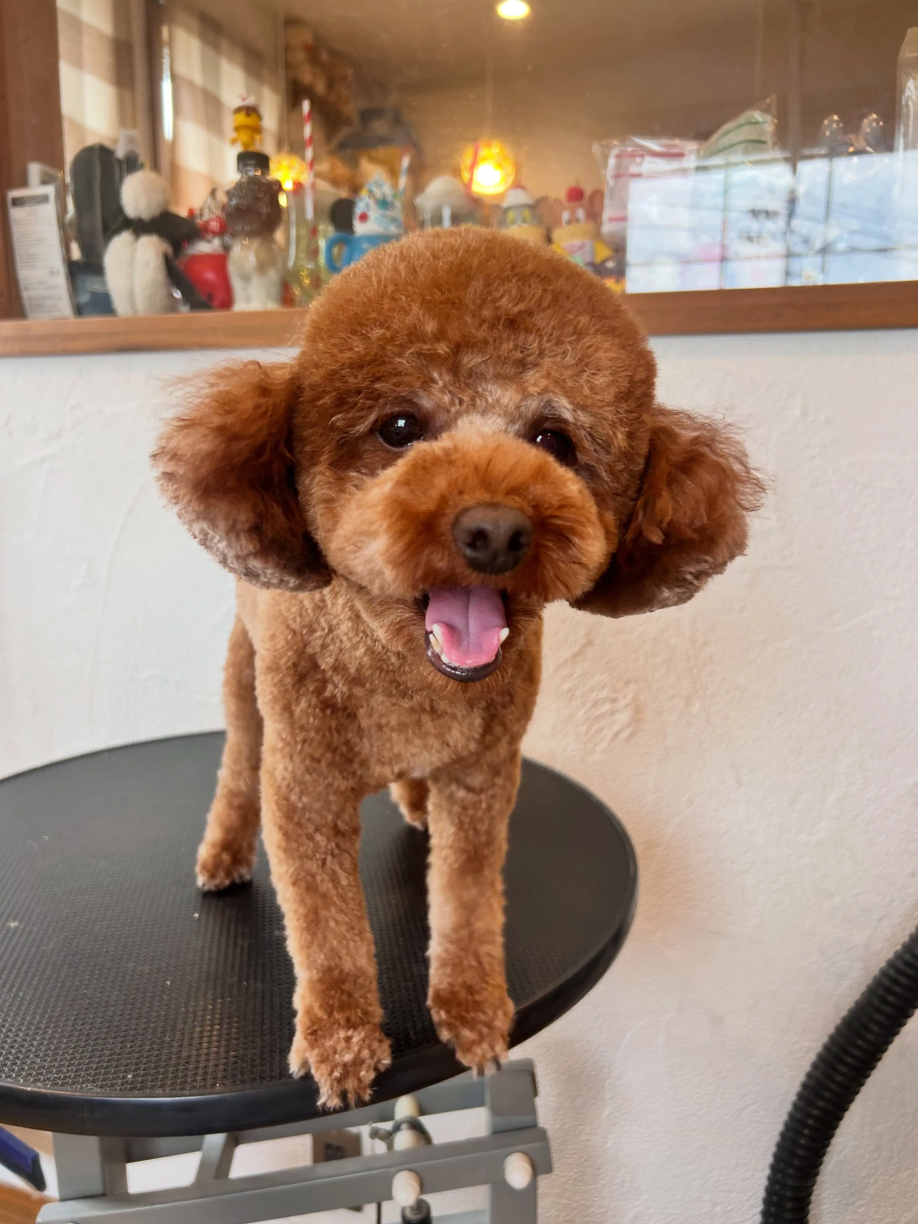 プードルのあずきちゃん🐩