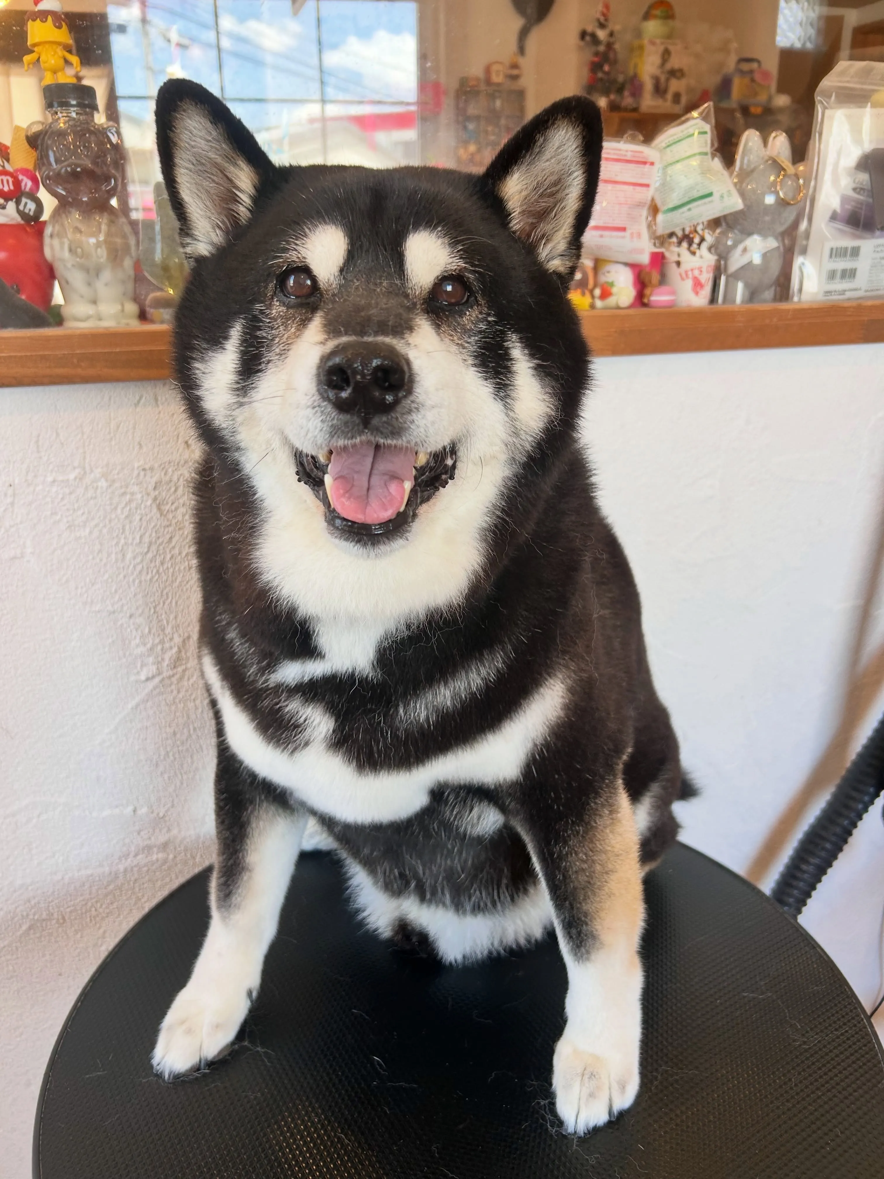 新しいお友達が増えました🐾