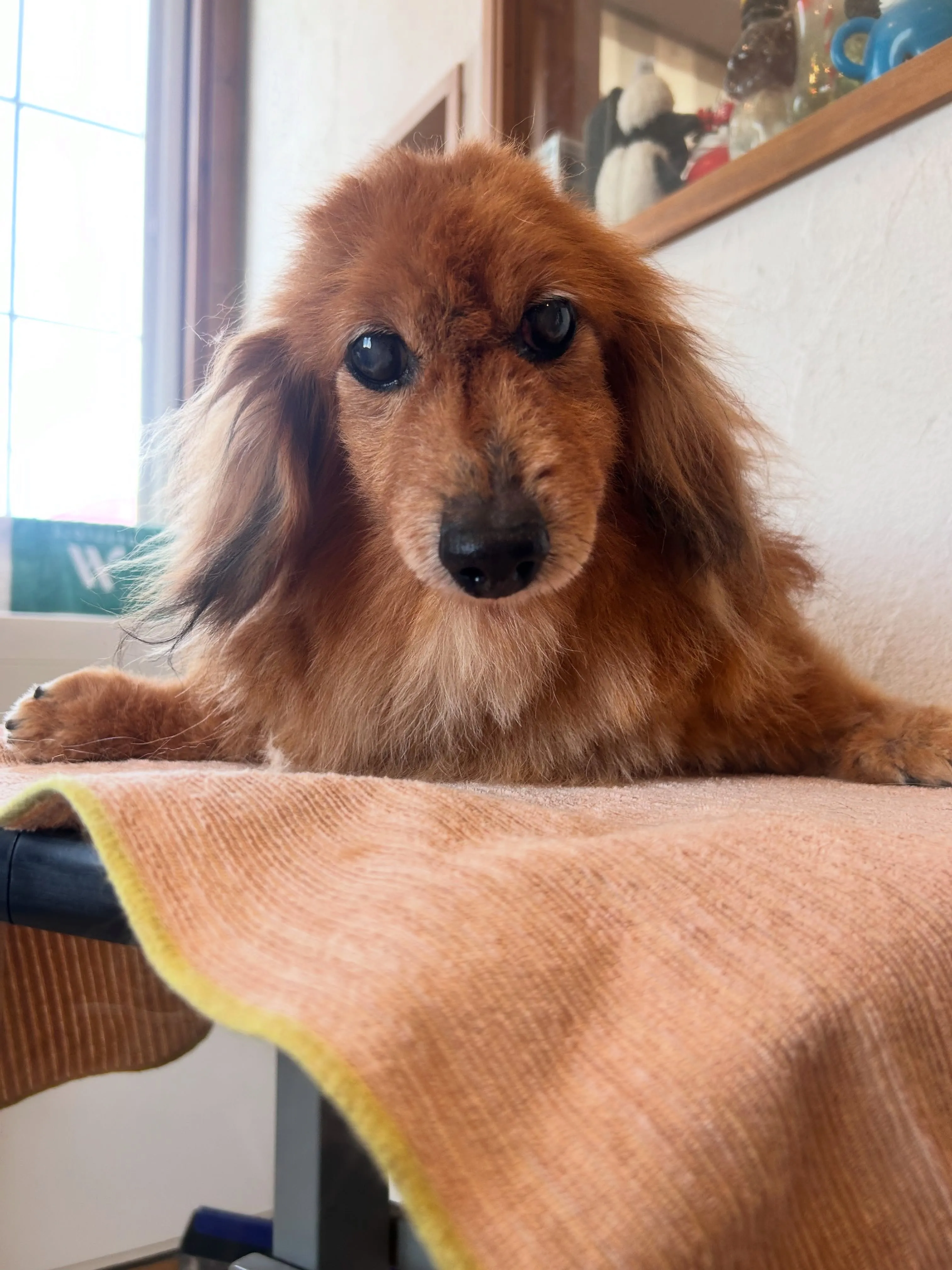 🥳わんちゃんビューティーデイ🐾