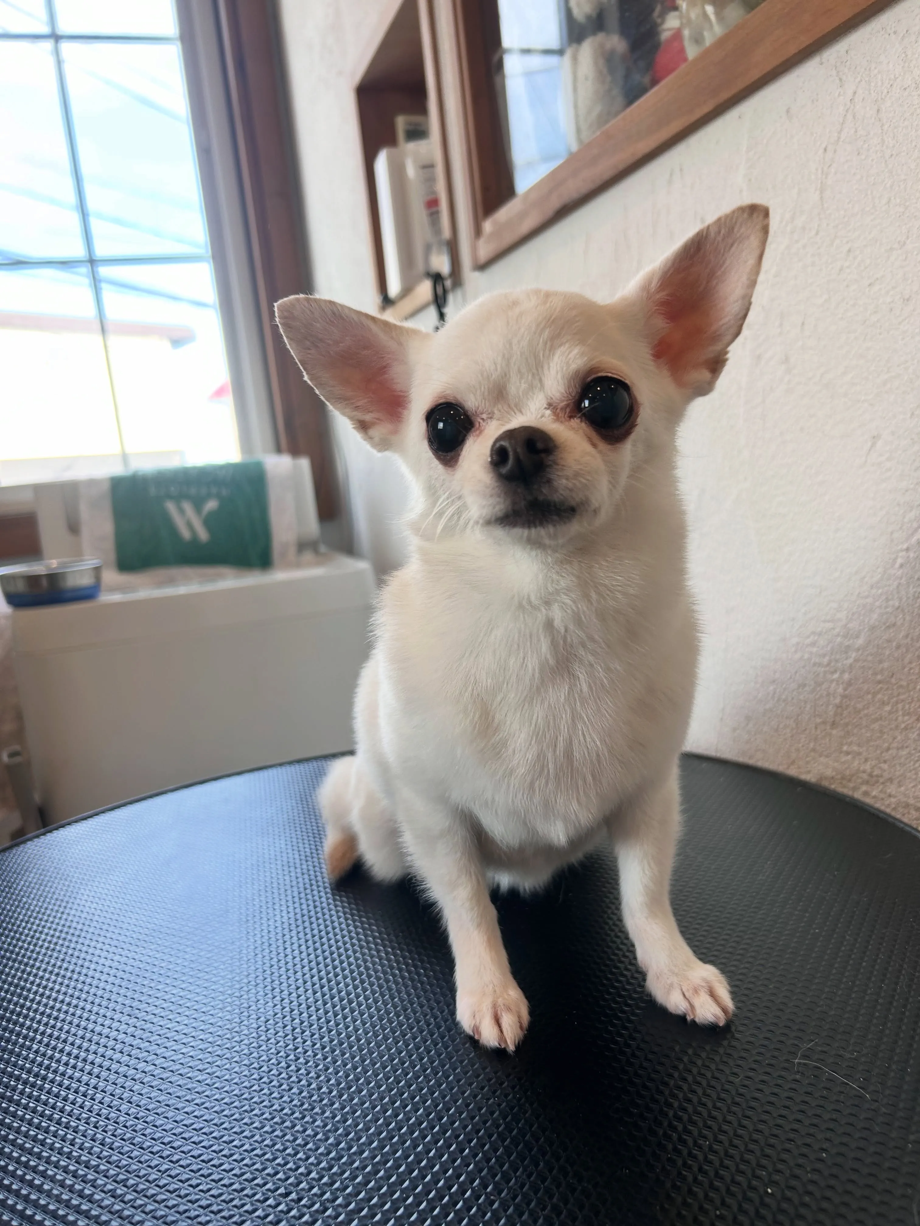 🥳わんちゃんビューティーデイ🐾