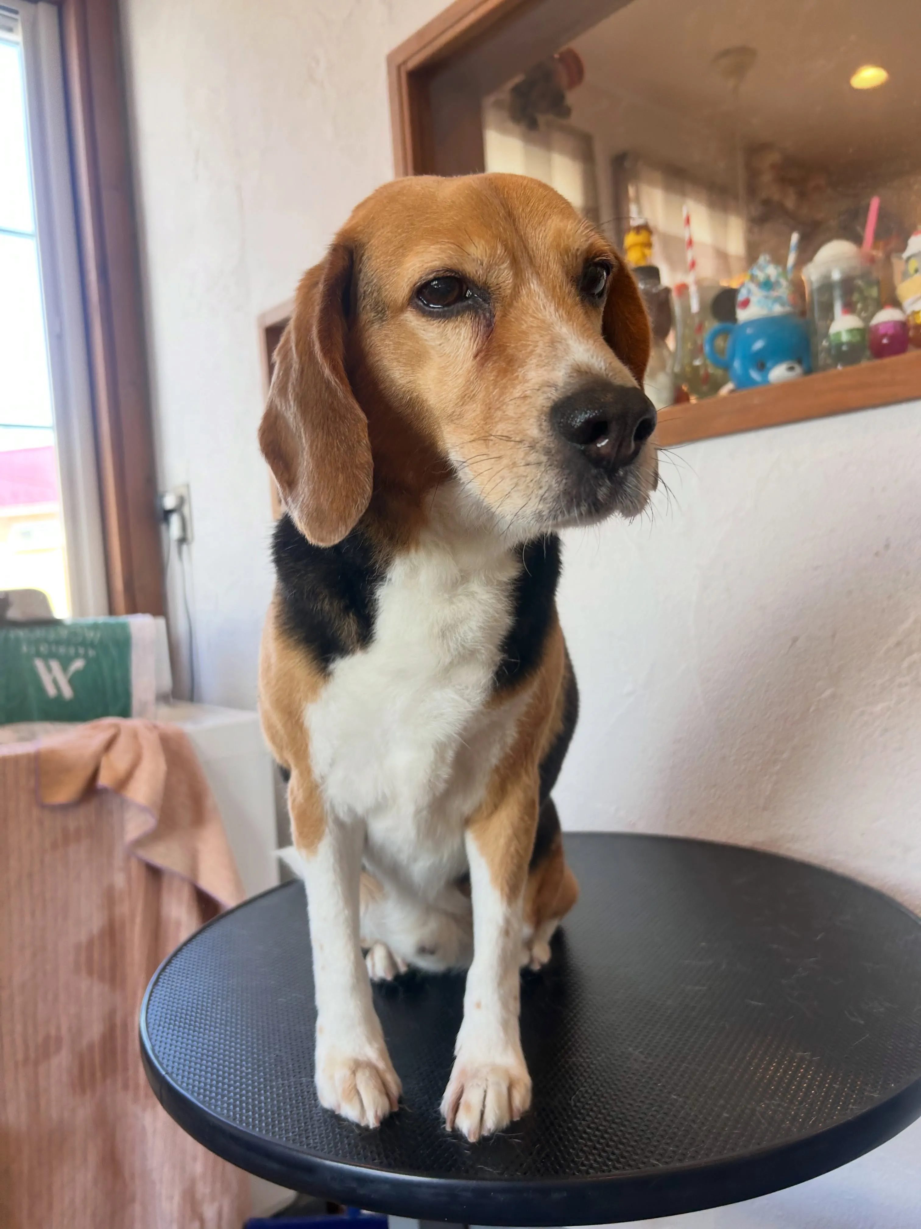 🥳わんちゃんビューティーデイ🐾