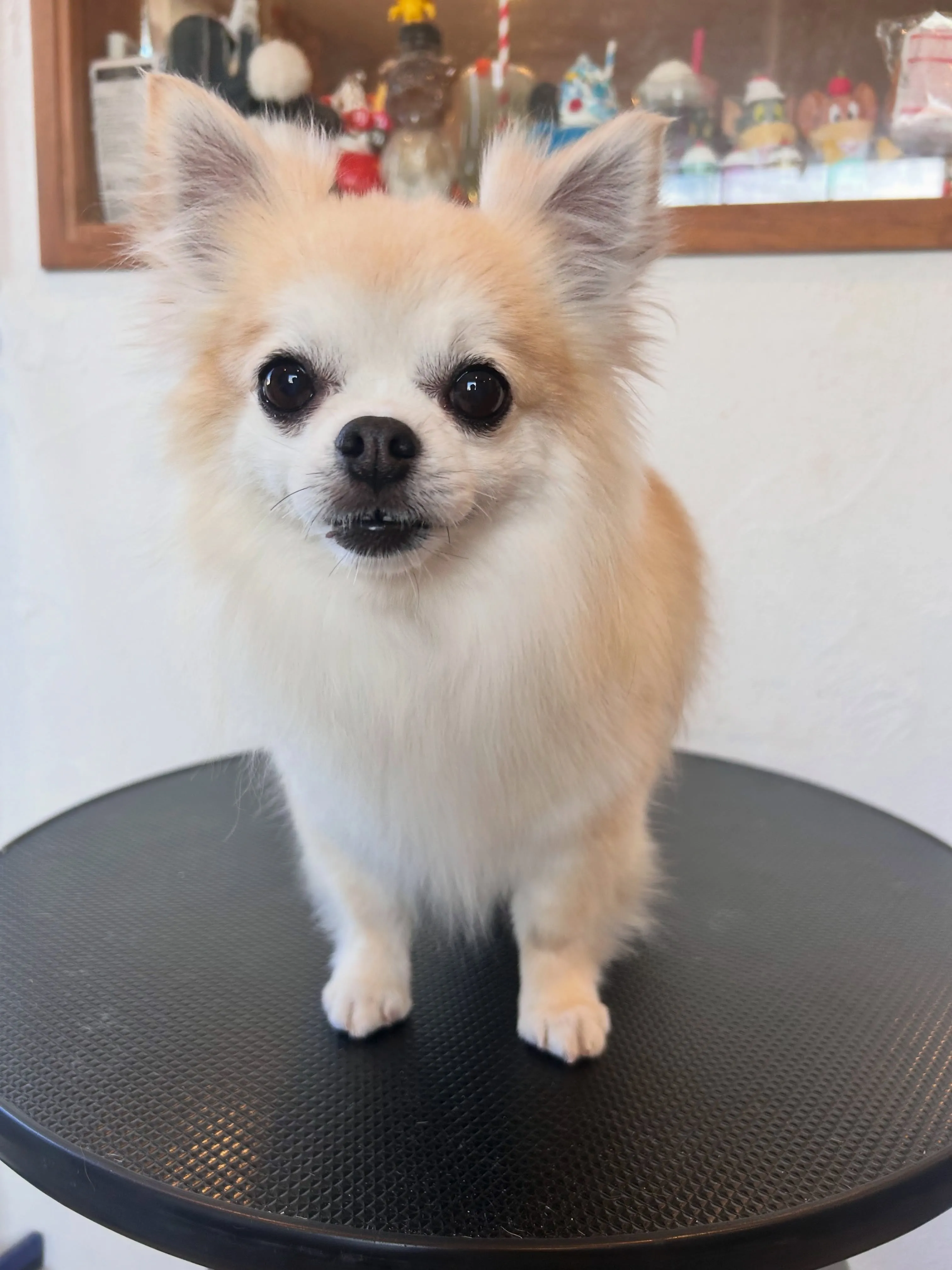 🥳わんちゃんビューティーデイ🐾
