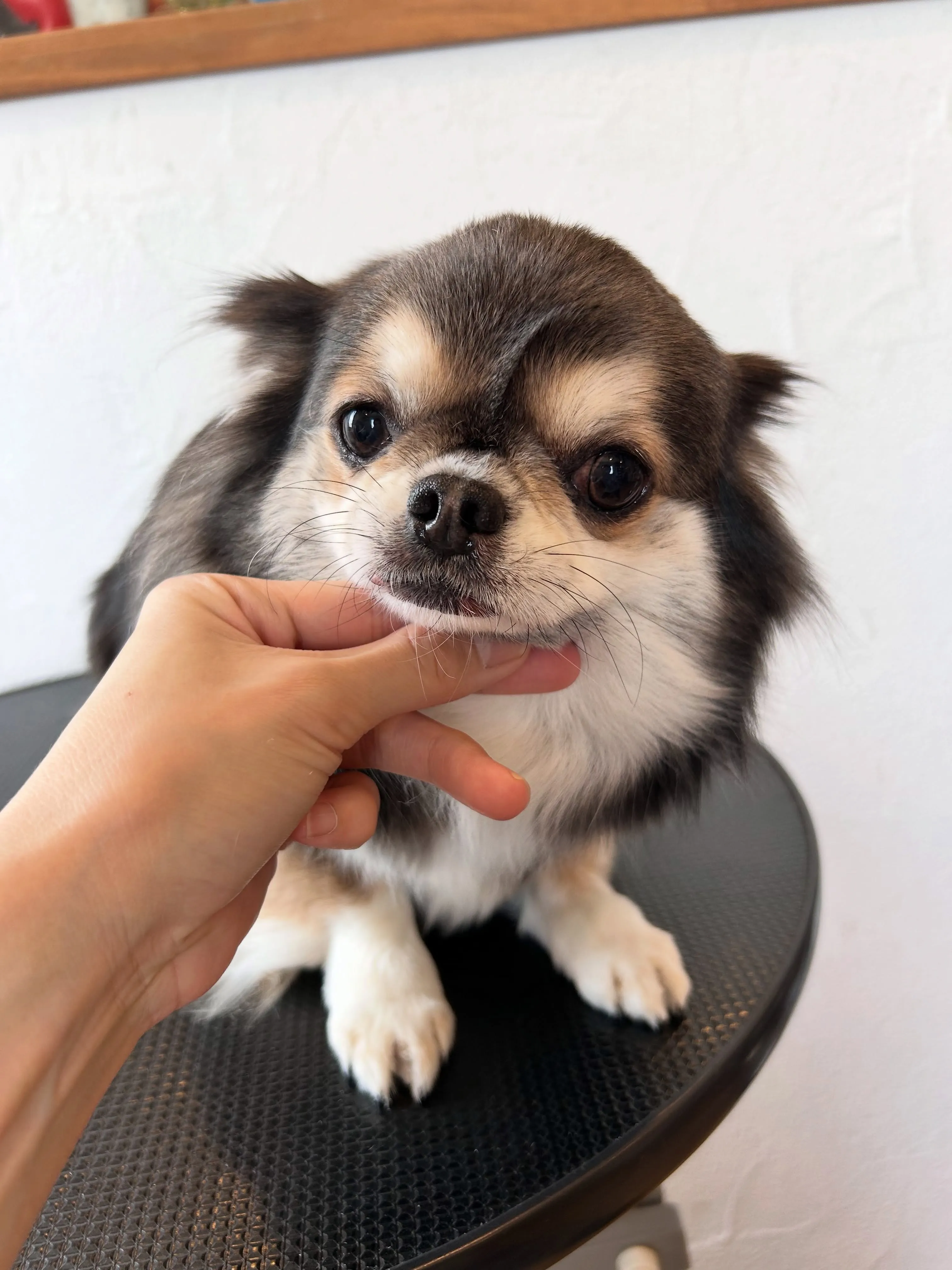 ワンちゃんたちのビューティーデイ🐶✨