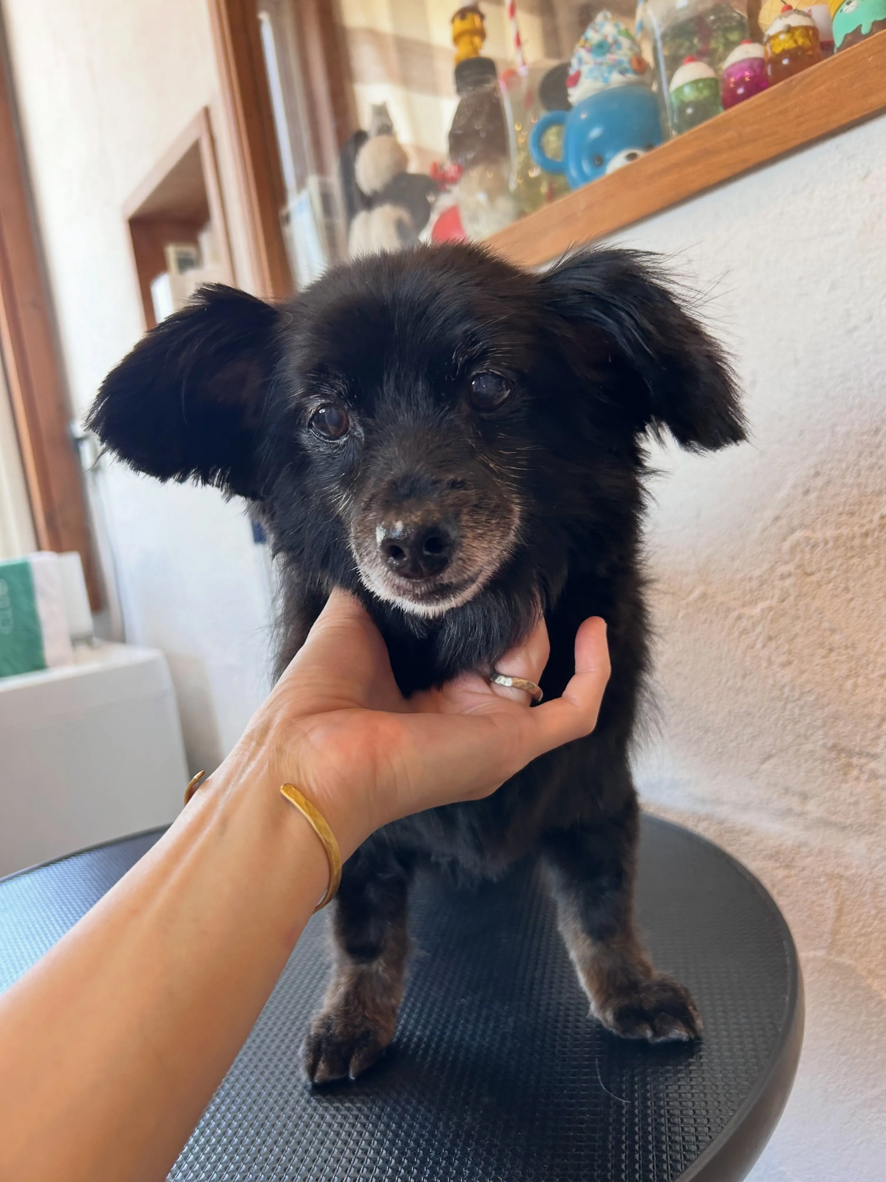 ワンちゃんたちのビューティーデイ🐶✨