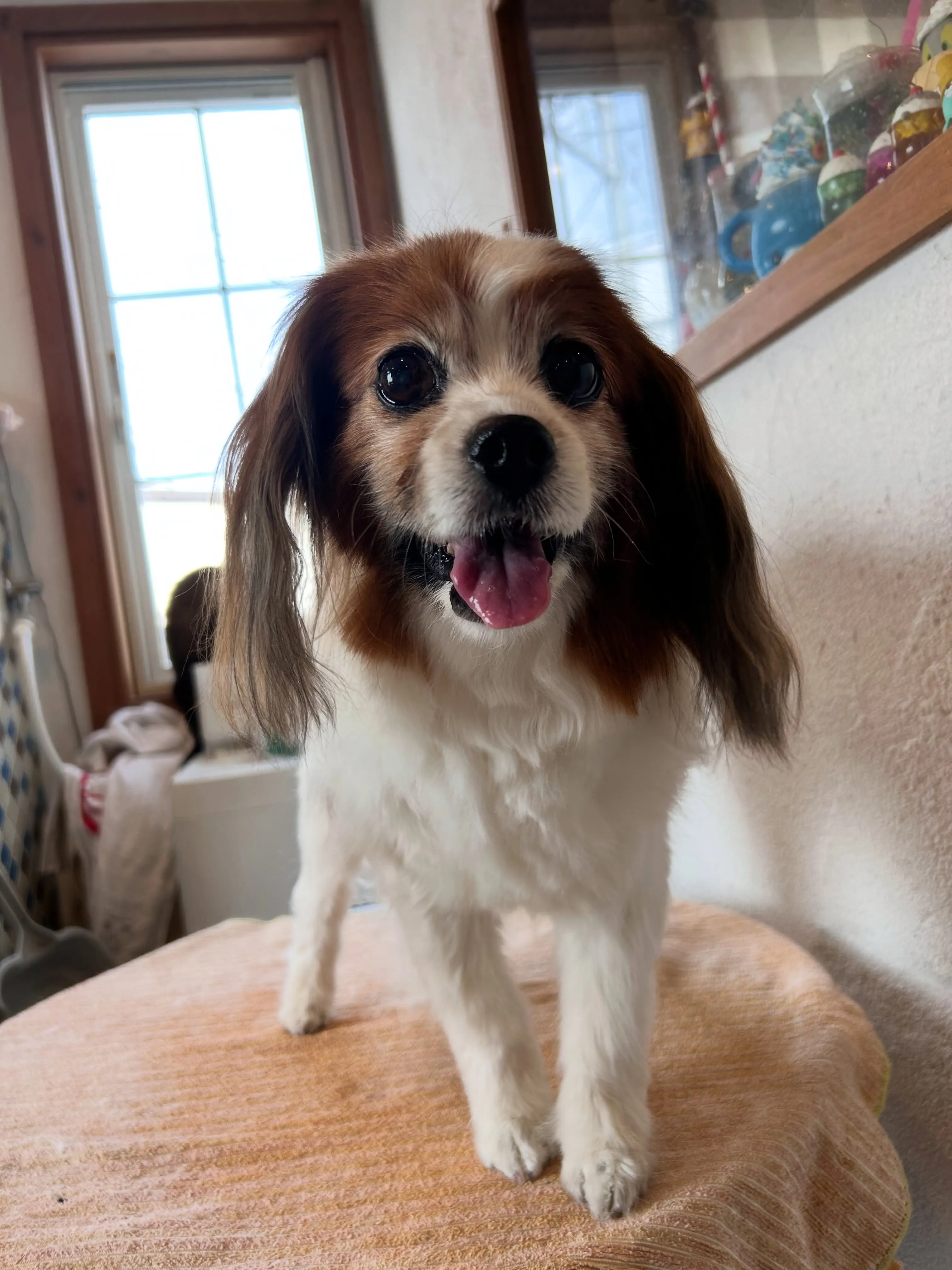 ワンちゃんたちのビューティーデイ🐶✨