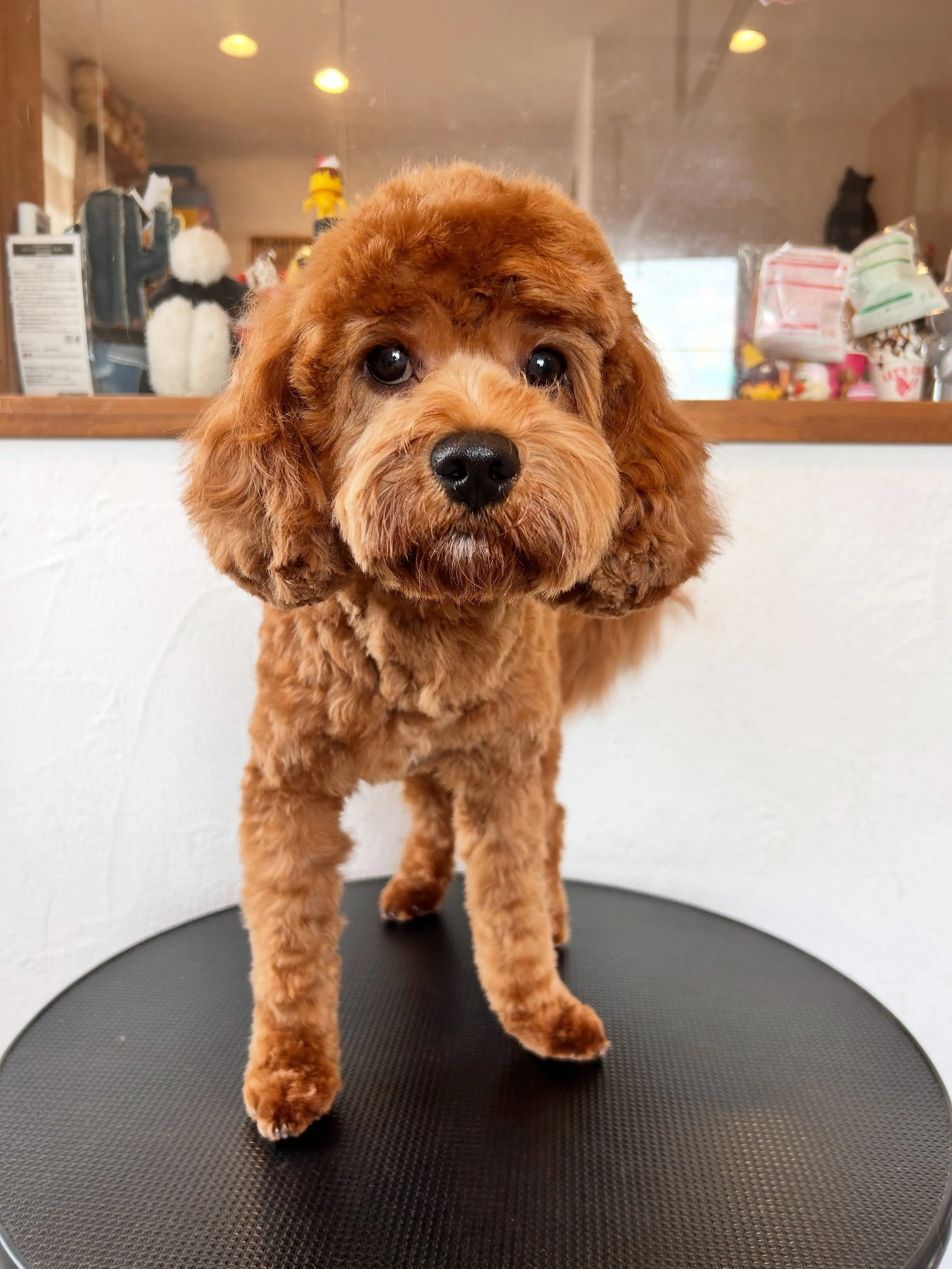 ワンちゃんたちのビューティーデイ🐶✨