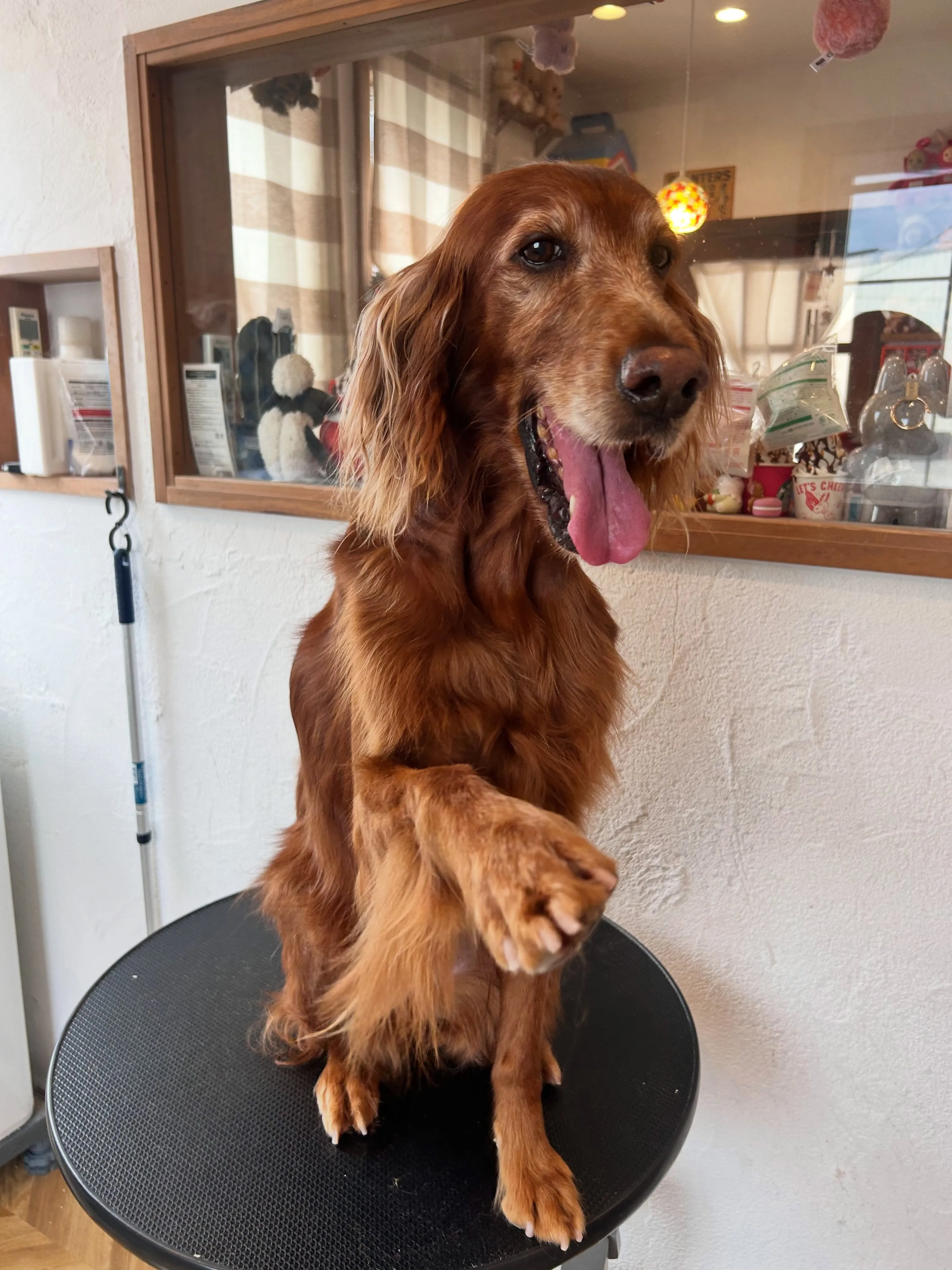 ワンちゃんたちのお手入れ日記🐶✨