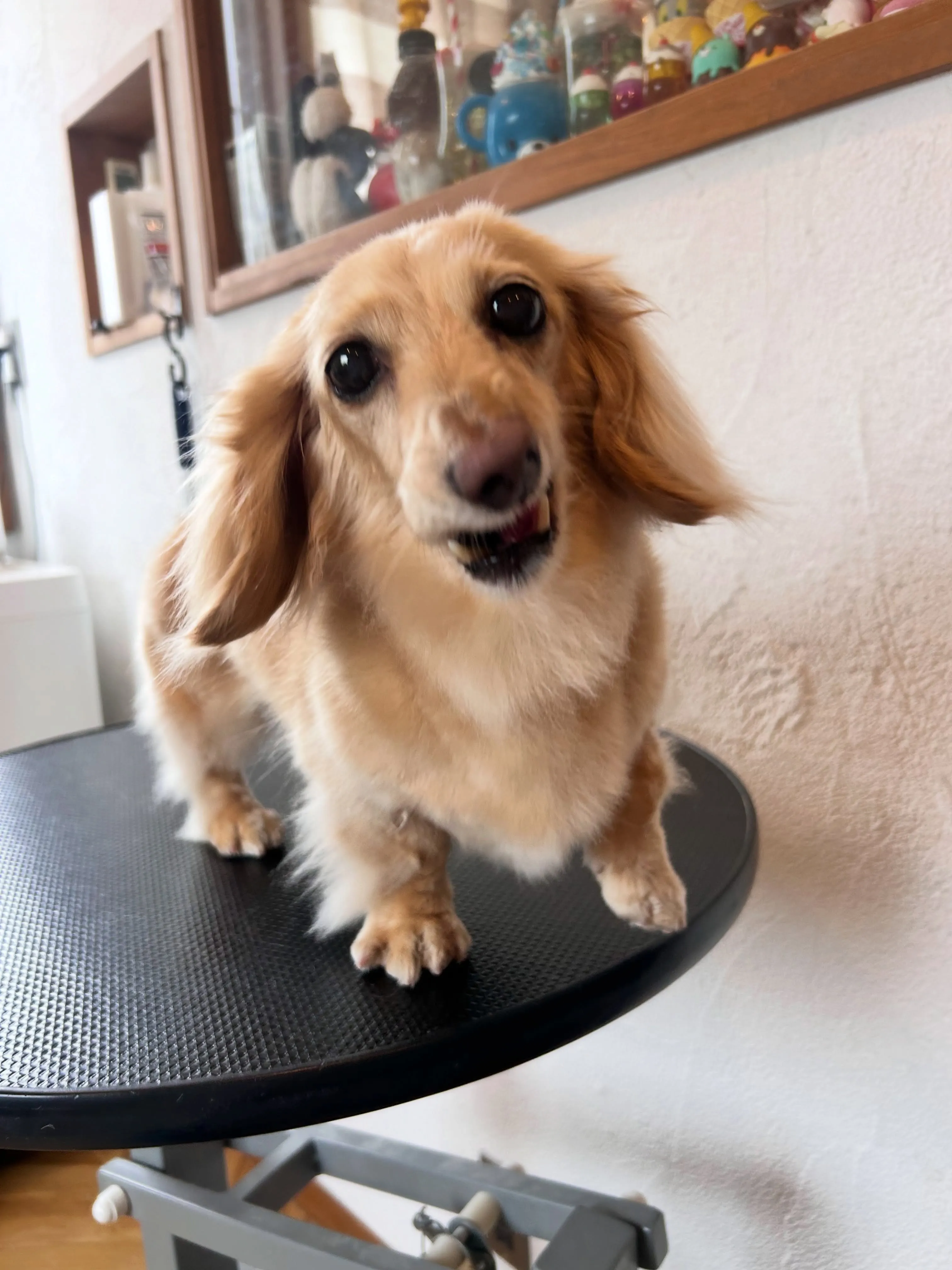 ワンちゃんたちのお手入れ日記🐶✨