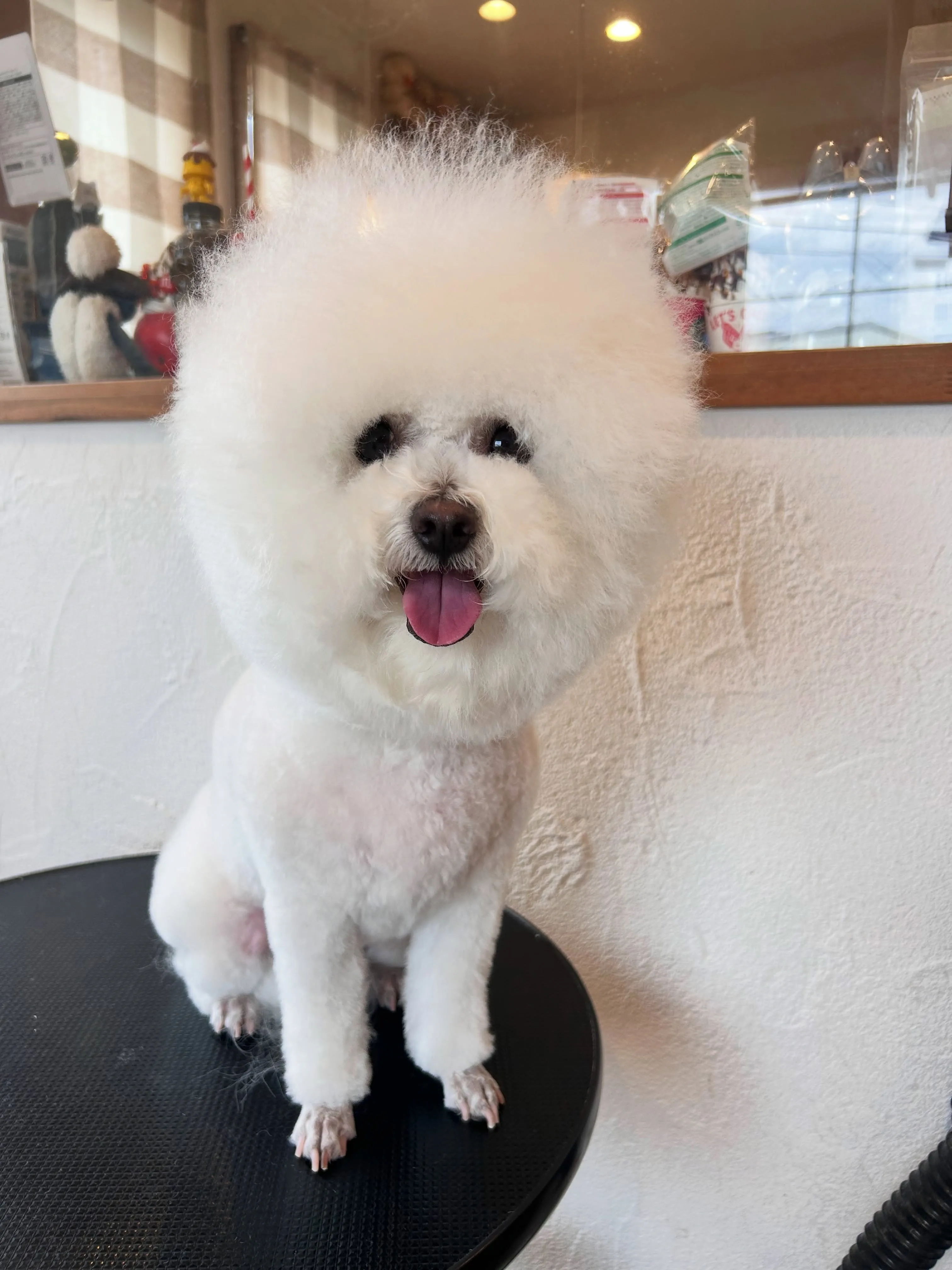 大きな頭が魅力のビションフリーゼ、ぴちょんちゃん登場🐾✂️
