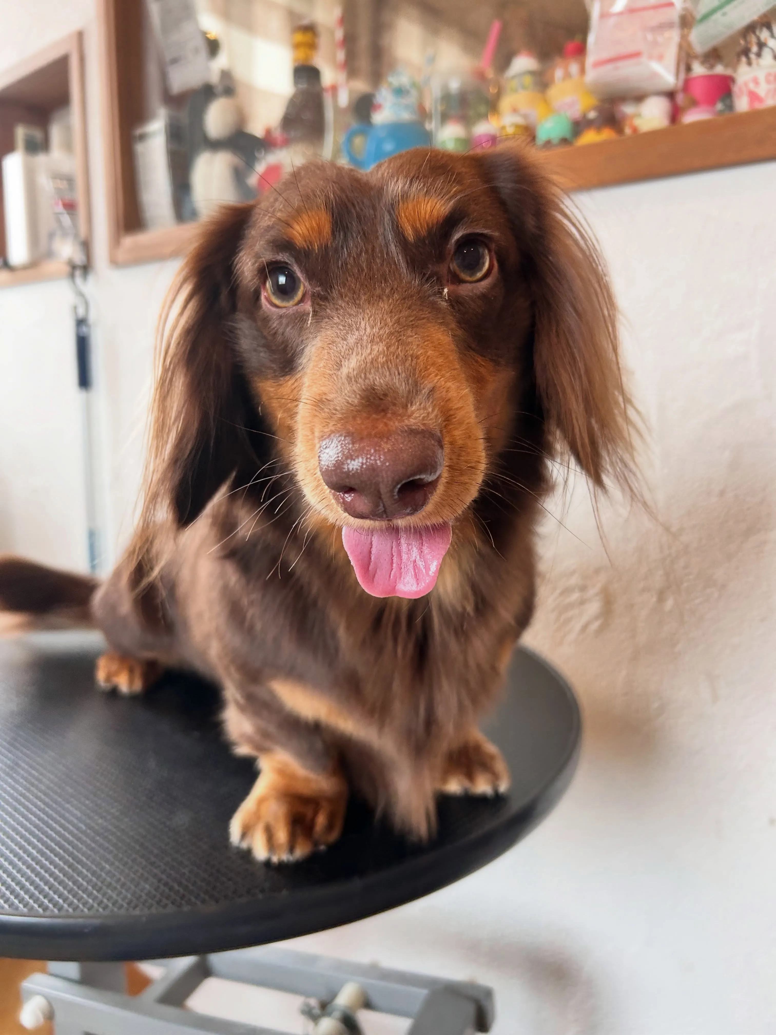 大きな頭が魅力のビションフリーゼ、ぴちょんちゃん登場🐾✂️
